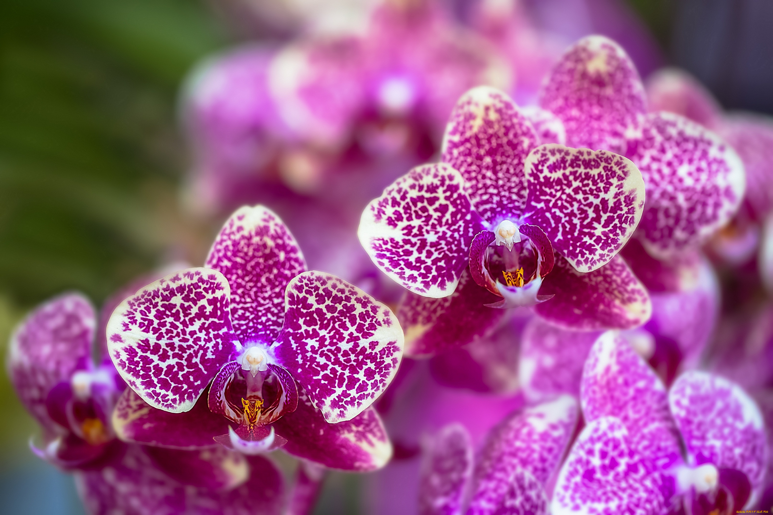 цветы, орхидеи, цветение, сиреневая, орхидея, bloom, violet, orchid, flowers