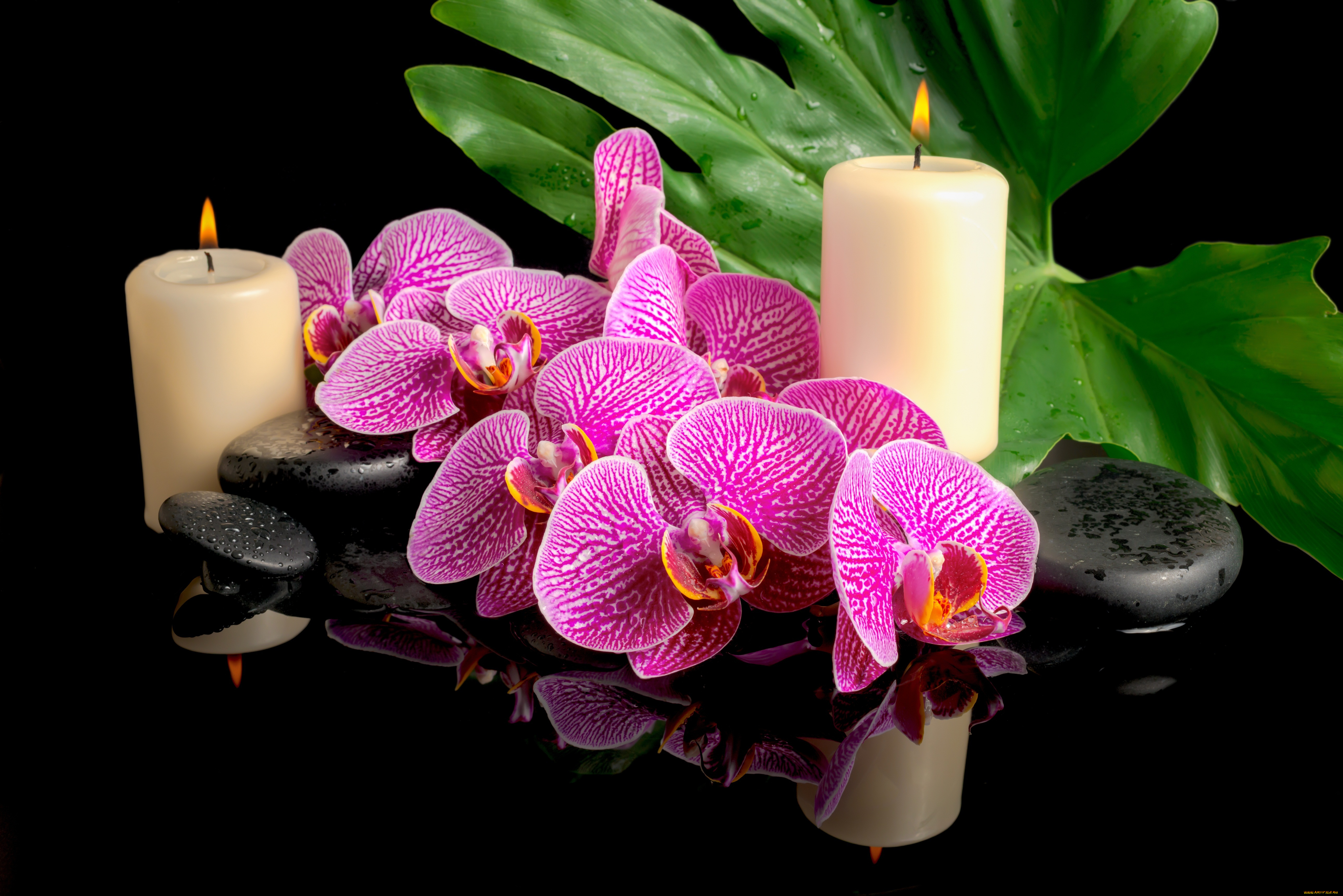 цветы, орхидеи, свечи, капли, спа, камни, листок