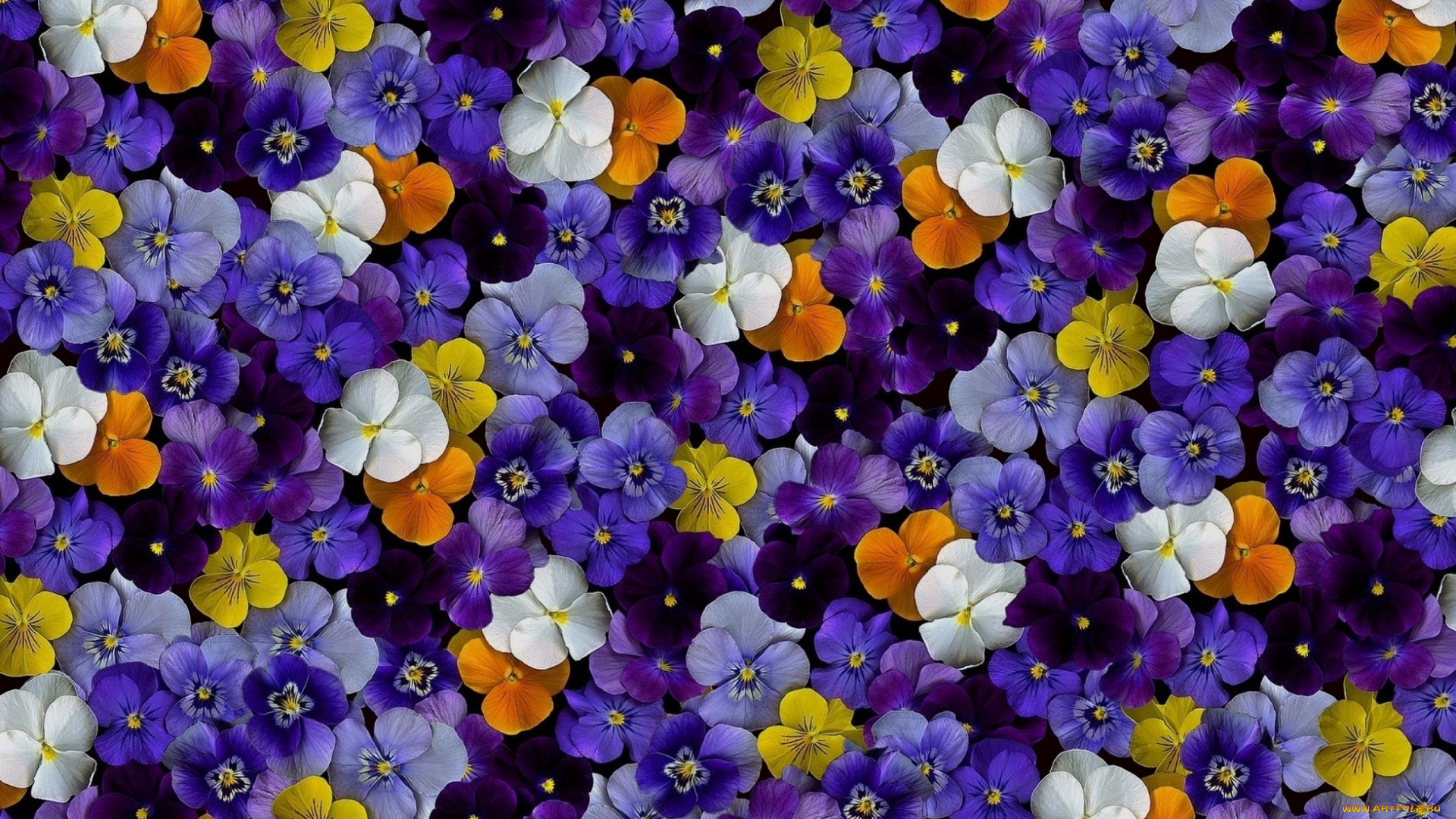 цветы, анютины, глазки, , садовые, фиалки, фиалки, цветные, flowers, violet, color
