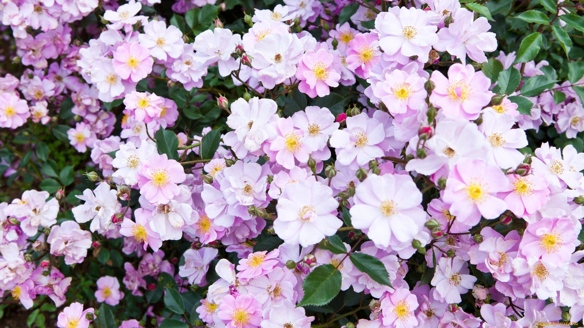 цветы, шиповник, сад, весна, spring, garden, flowers