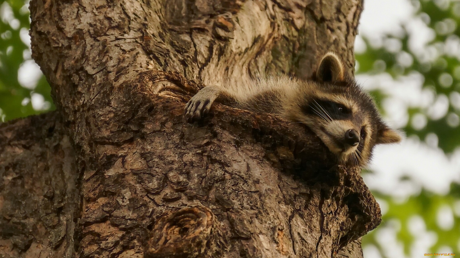 природа животные енот nature animals raccoon без смс