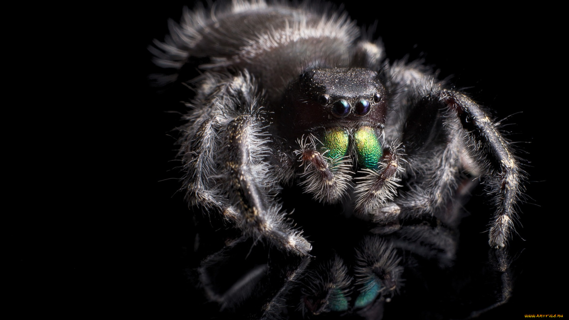 животные, пауки, phidippus, audax, паук, природа