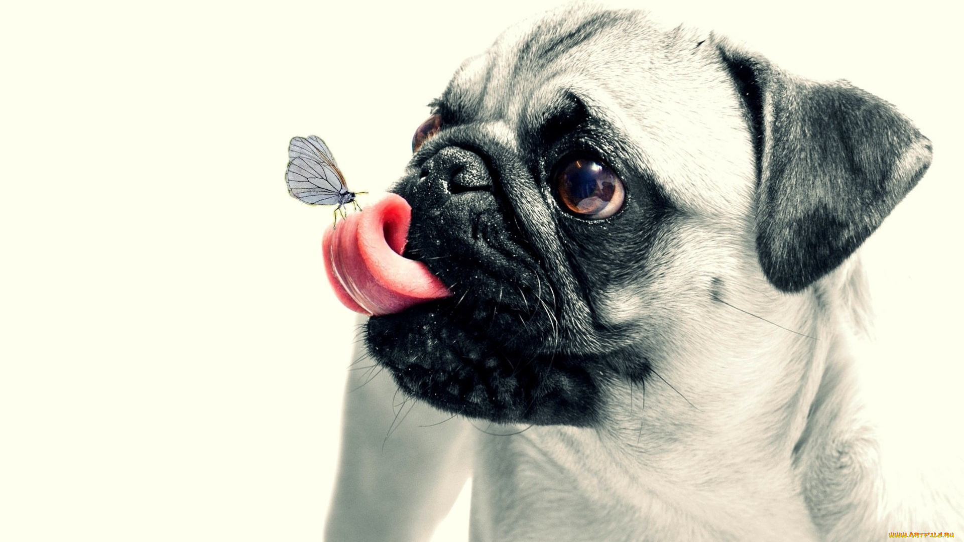 животные, собаки, щенок, мопс, pug, animal, butterfly, dog, собака, бабочка, животное, puppy