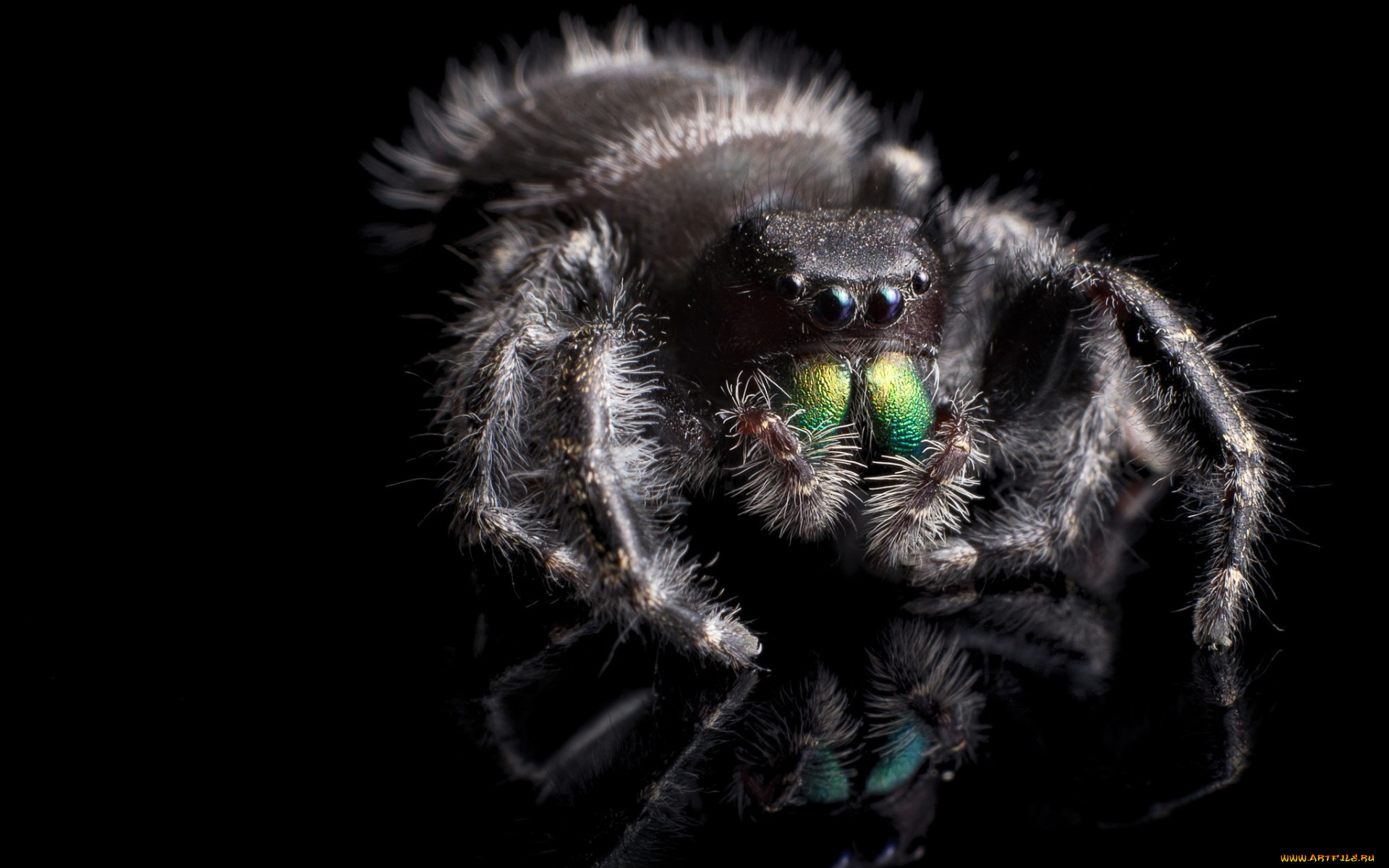 животные, пауки, phidippus, audax, паук, природа