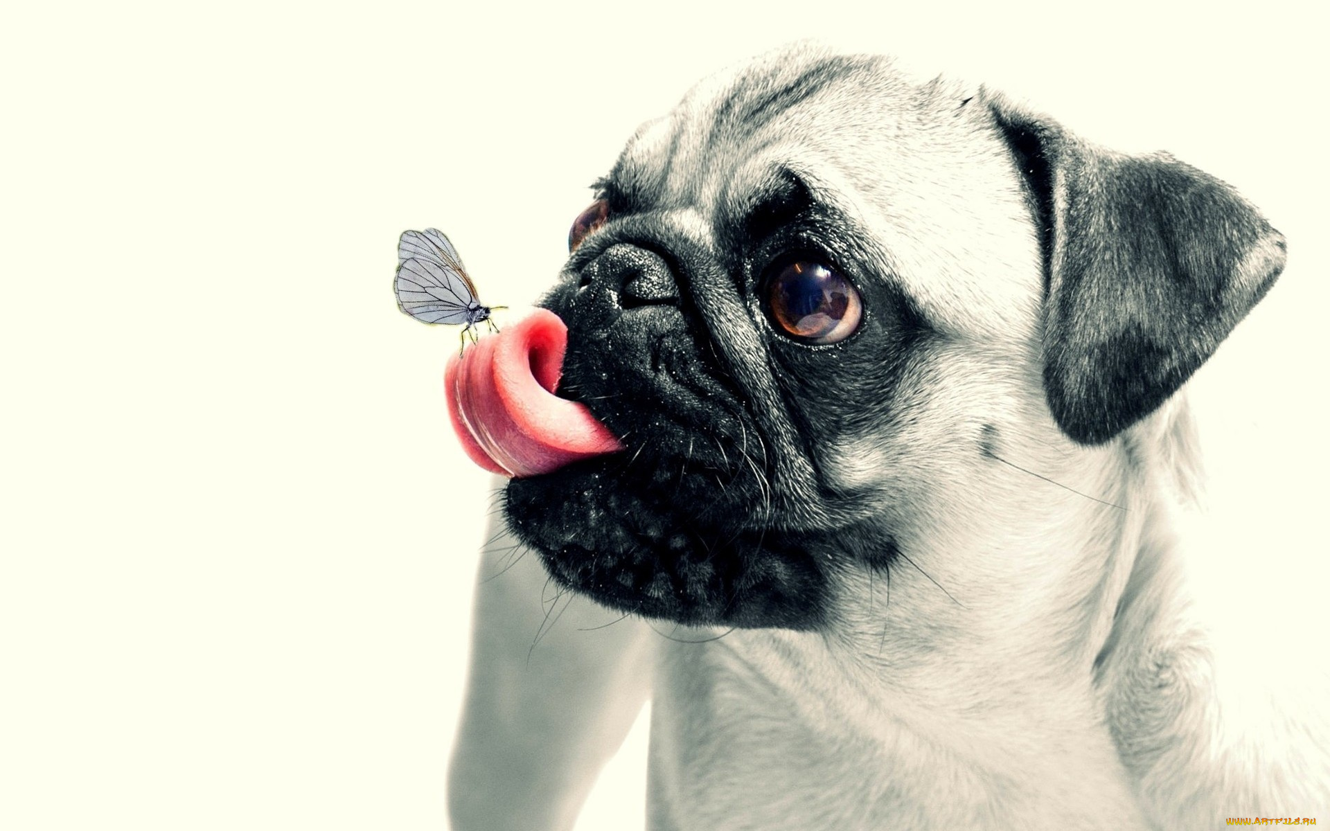 животные, собаки, щенок, мопс, pug, animal, butterfly, dog, собака, бабочка, животное, puppy