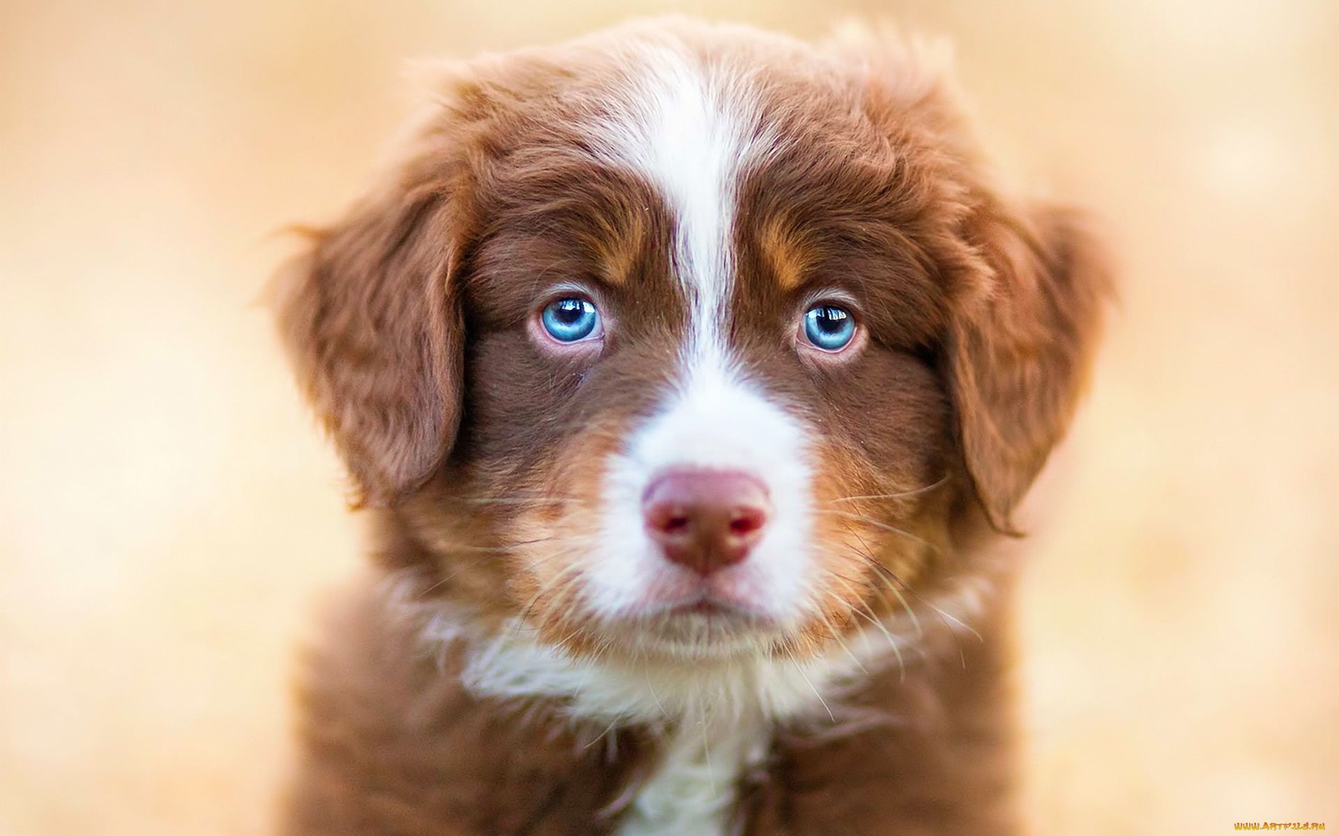 животные, собаки, собака, взгляд, щенок, голубые, глаза