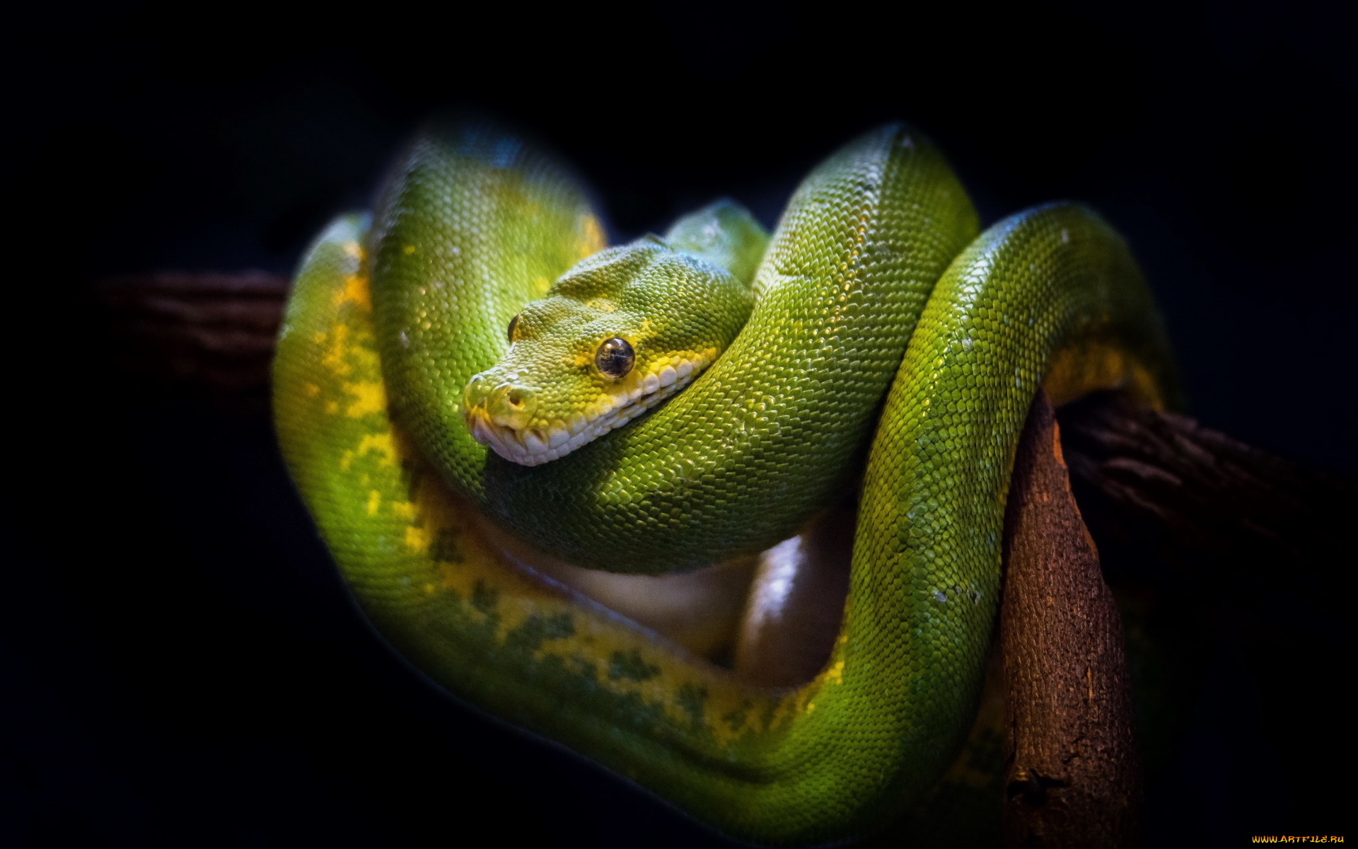 животные, змеи, , питоны, , кобры, green, tree, snake, природа, фон