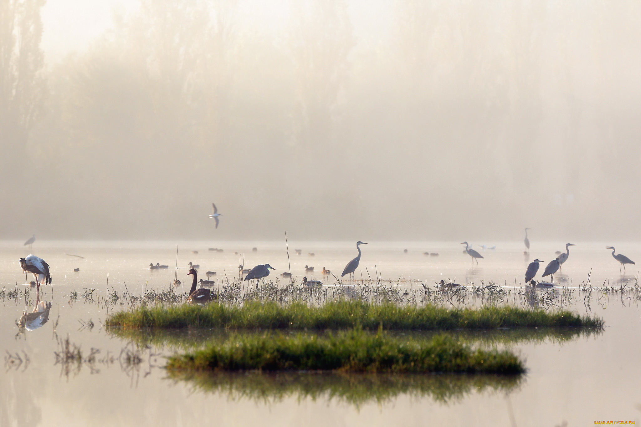 животные, журавли, утро, озеро, туман, птицы, природа