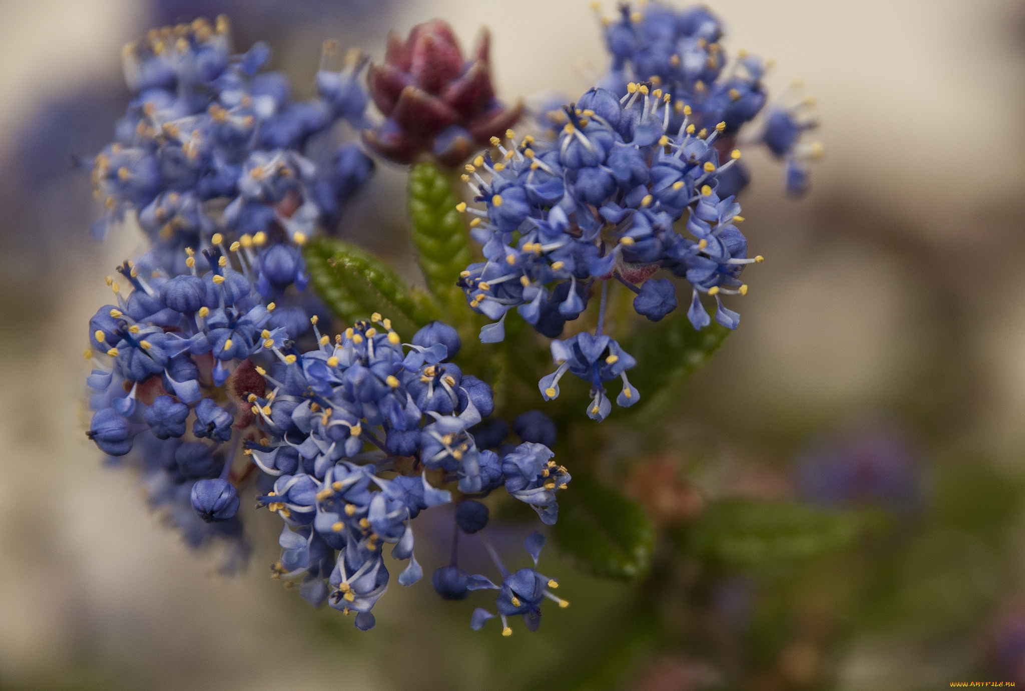 цветы, макро, синие