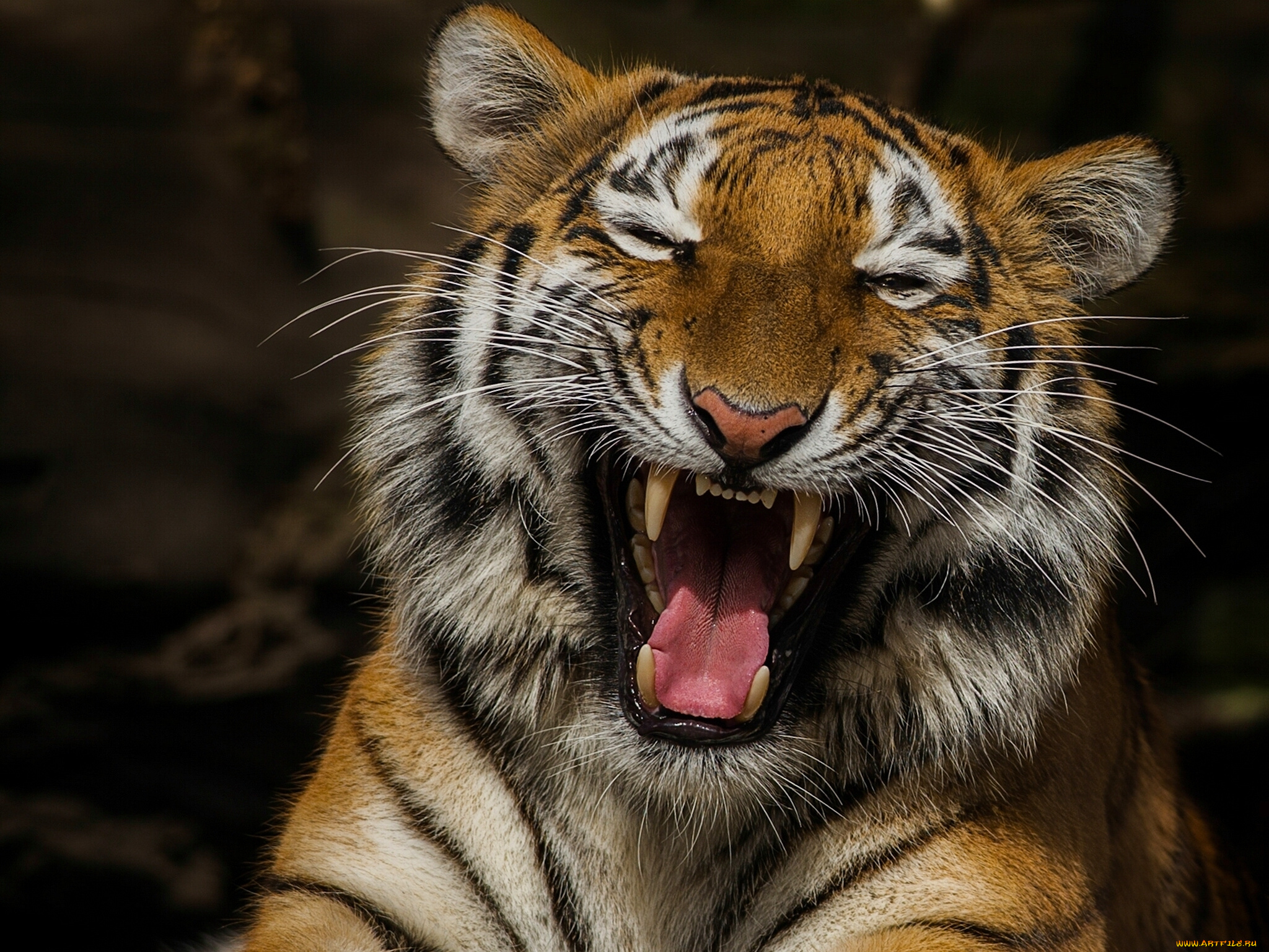 животные, тигры, смеющийся, тигр, смех, пасть, клыки, язык, настроение, портрет
