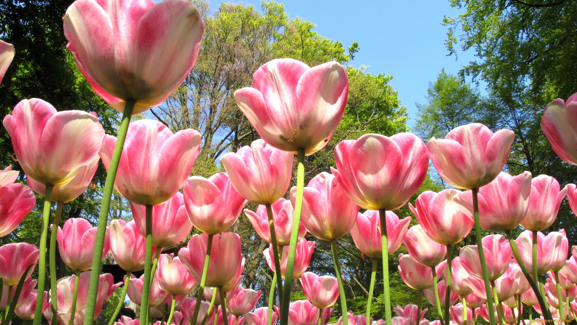 цветы, тюльпаны, деревья, розовый, цвет