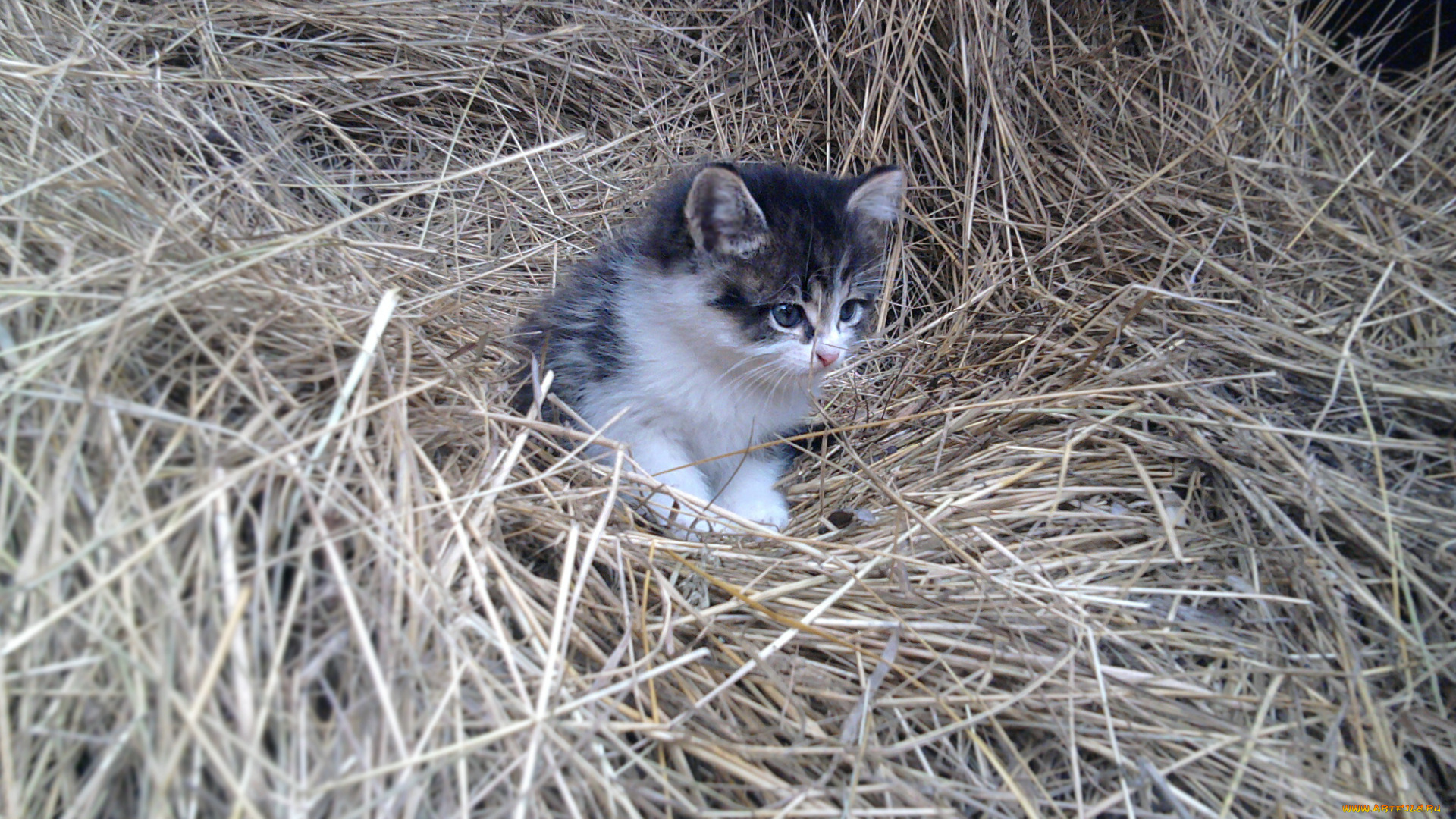 животные, коты, солома, сено