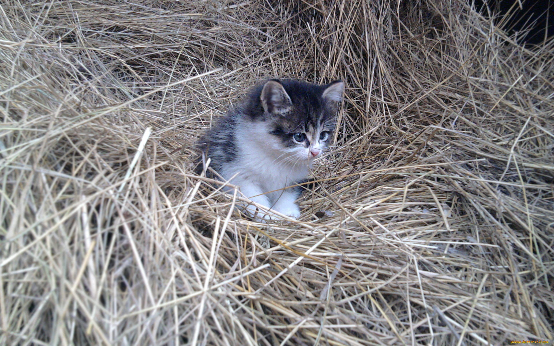 животные, коты, солома, сено