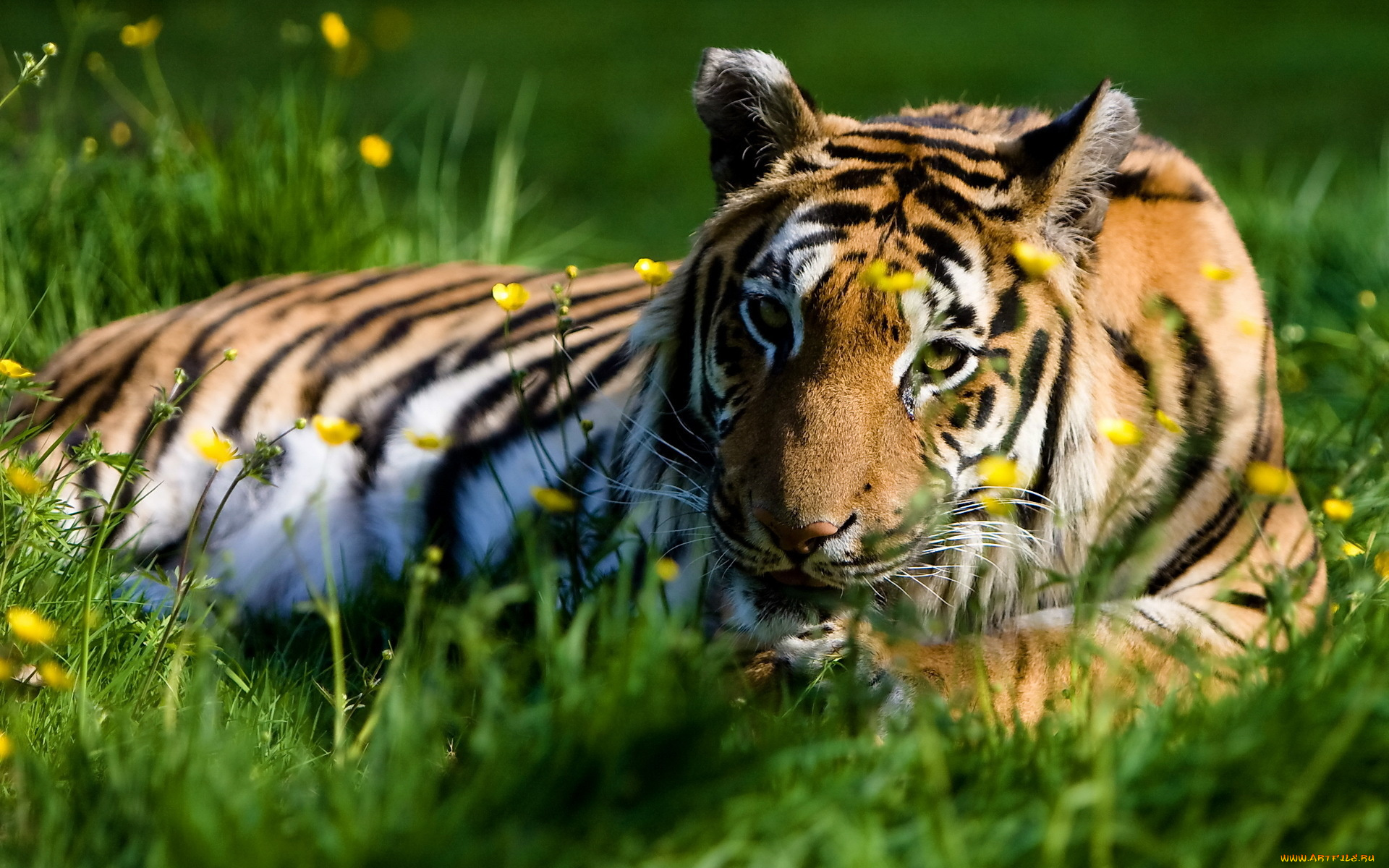 животные, тигры, трава, цветы