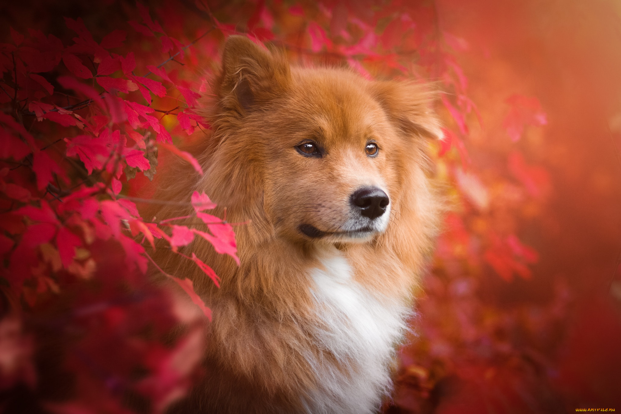животные, собаки, листья, осень, ветки, евразиер, ойразиер, собака, животное, природа, пёс, birgit, chytracek