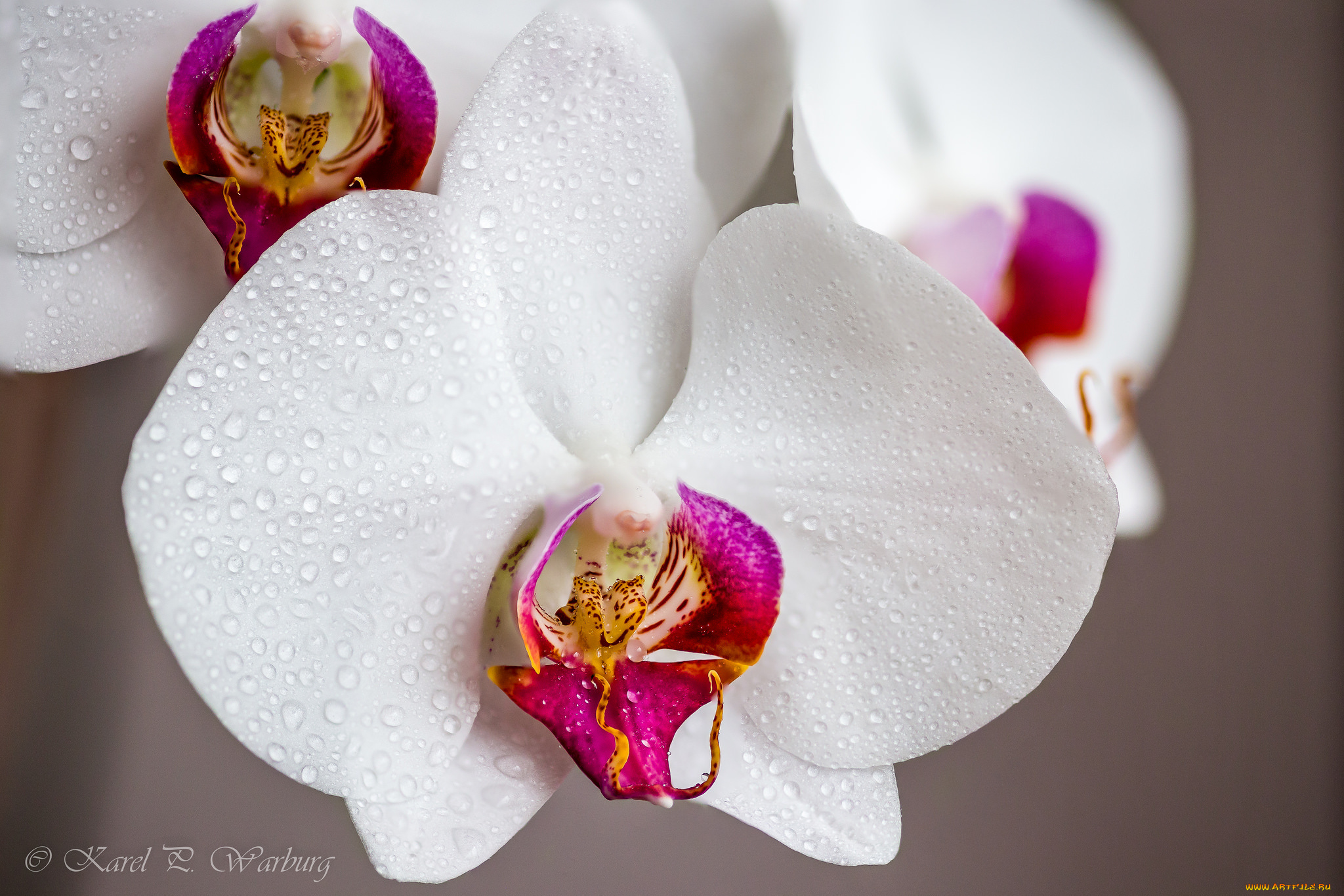 цветы, орхидеи, orchid, petals, цветение, bloom, bright, лепестки, яркая, орхидея