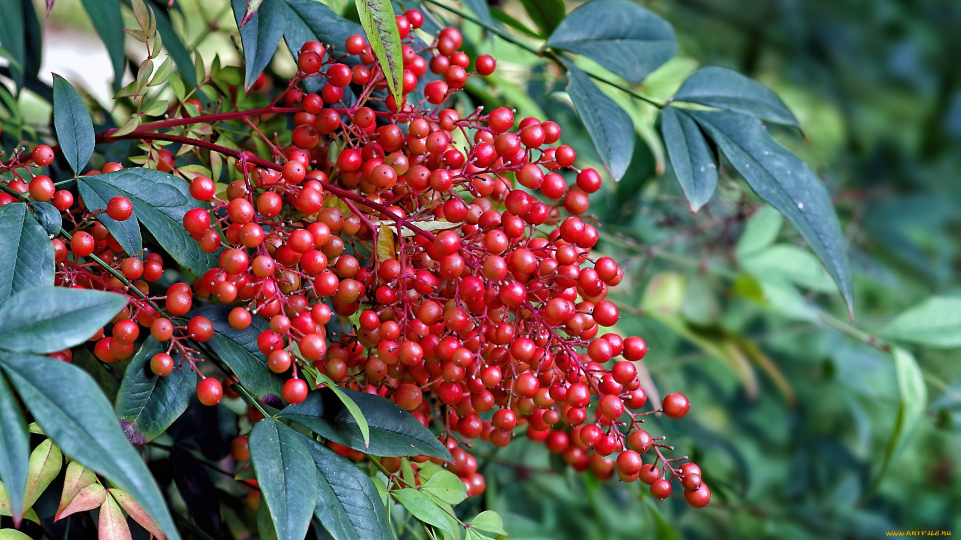 nandina, domestica, природа, ягоды, nandina, domestica