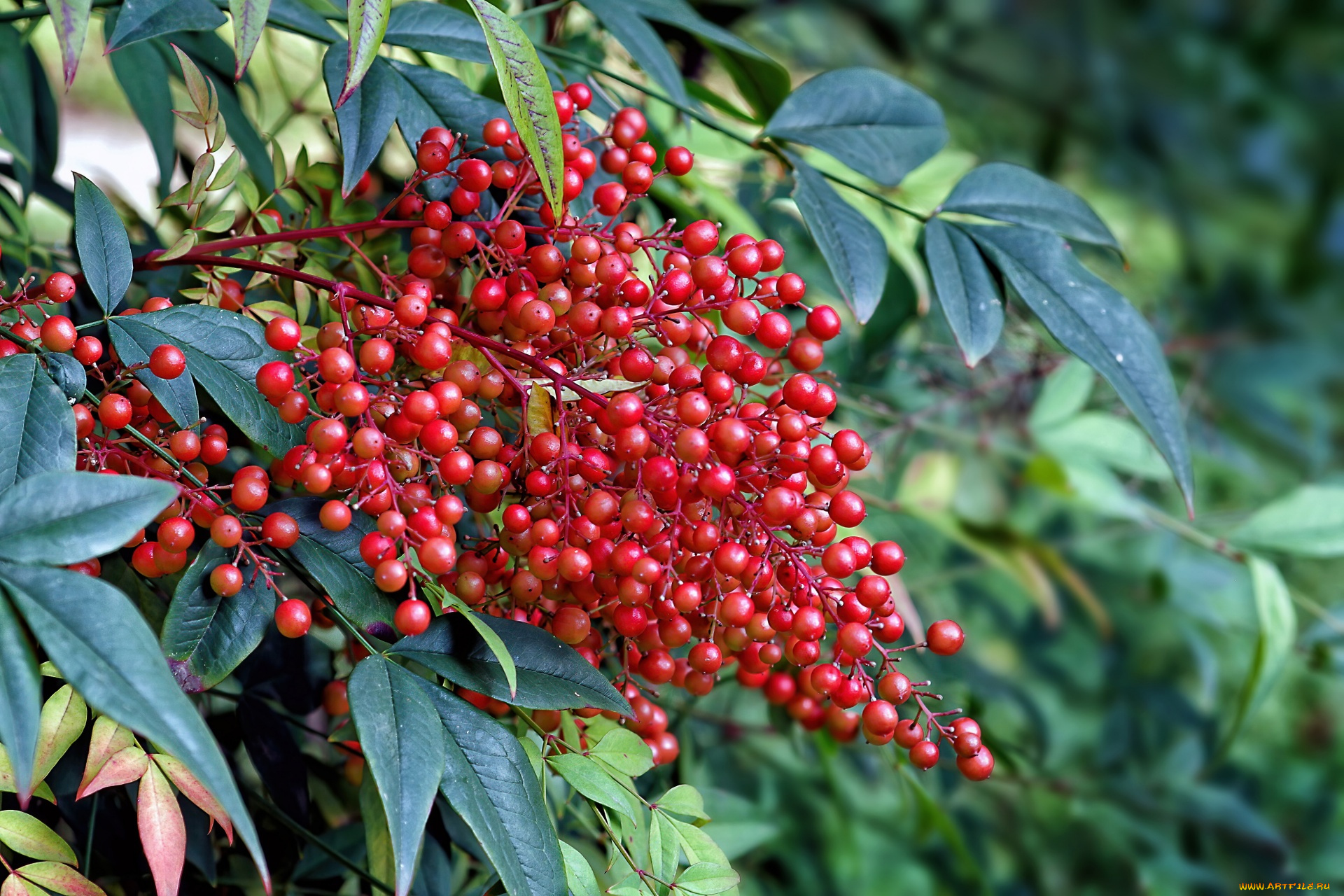 nandina, domestica, природа, ягоды, nandina, domestica