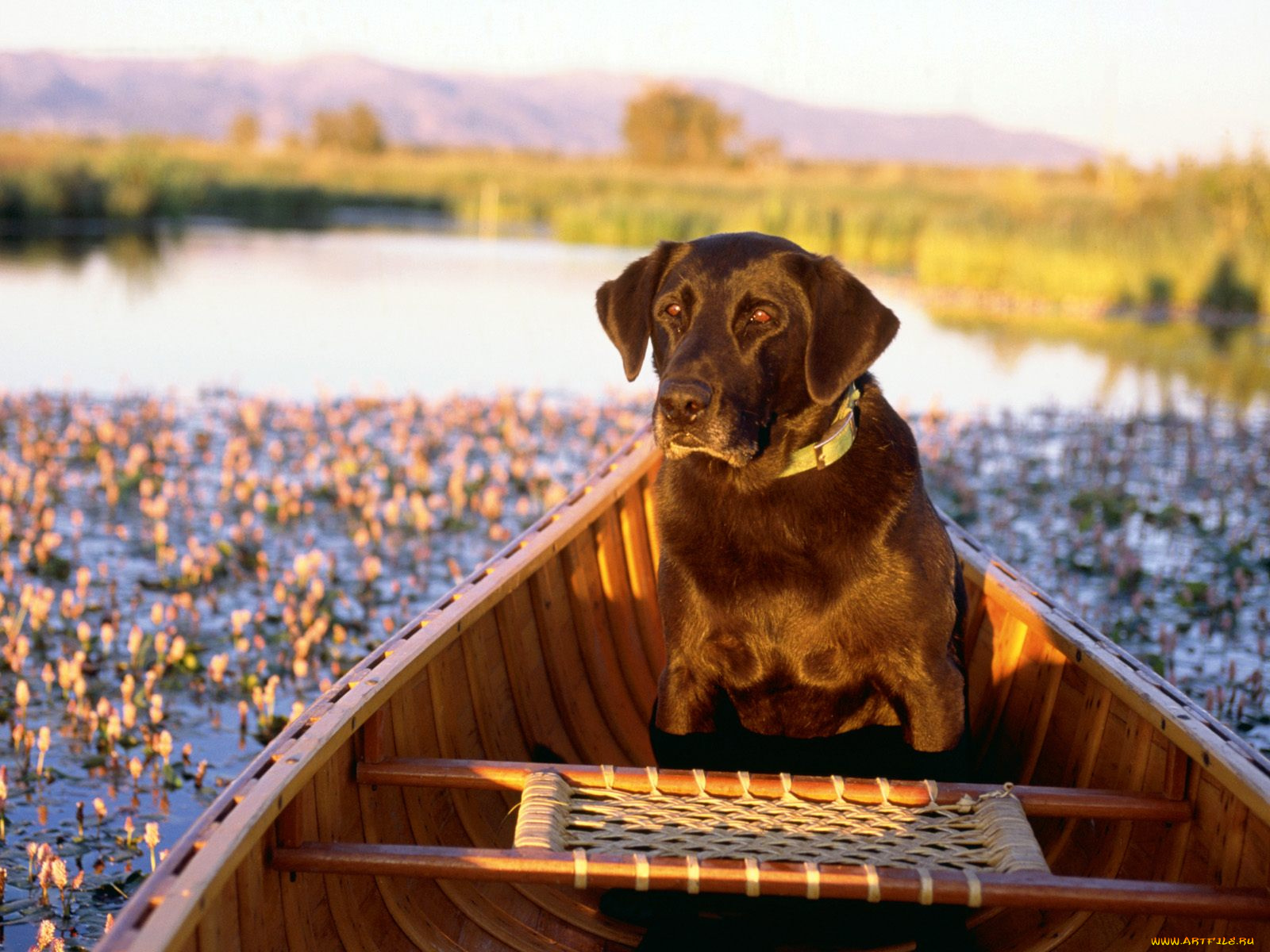 canine, canoe, животные, собаки