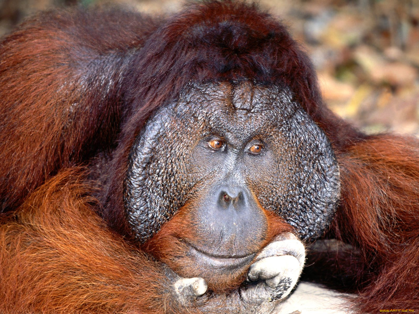 daydreaming, bornean, orangutan, животные, обезьяны