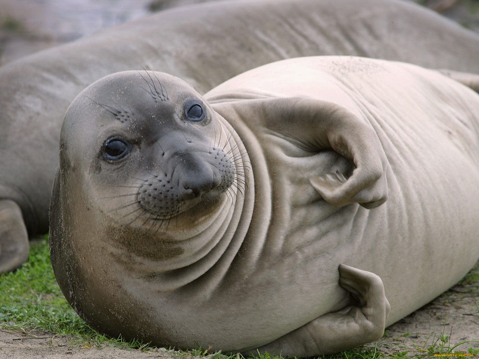 elephant, seal, pup, aсo, nuevo, state, reserve, california, животные, тюлени, морские, львы, котики