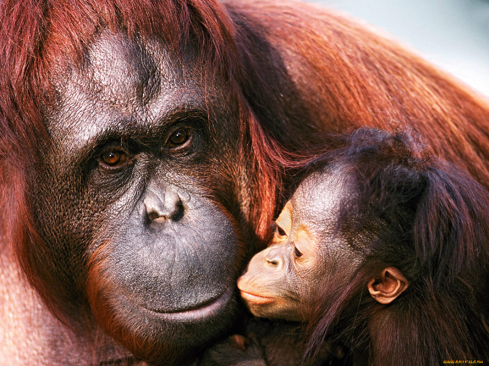 female, sumatran, orangutan, and, baby, животные, обезьяны