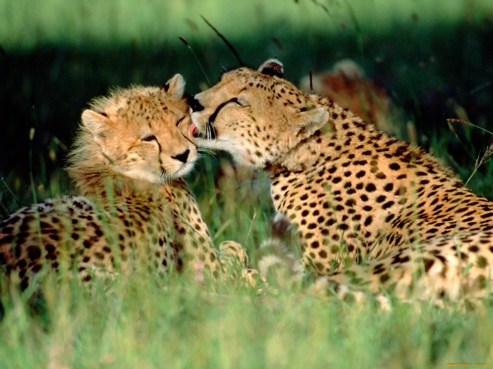 grooming, cheetahs, kenya, животные, гепарды