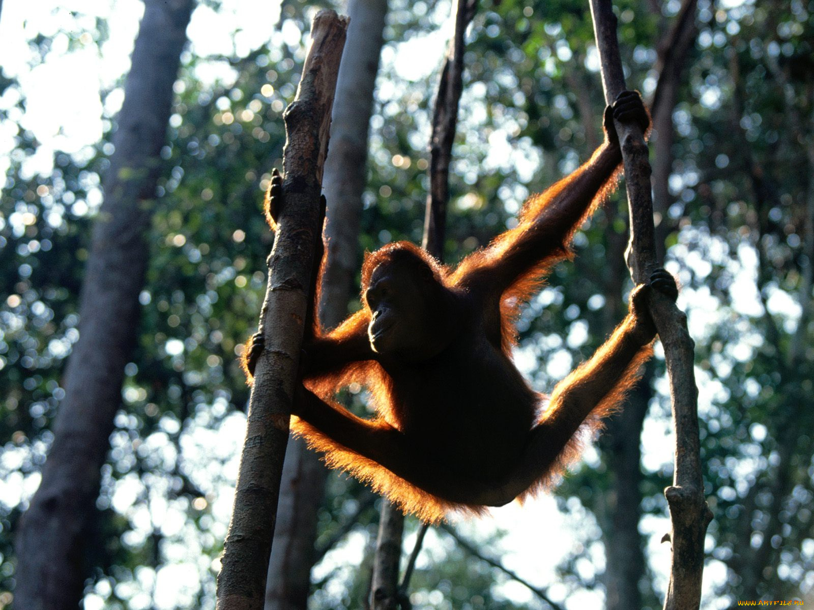 hang, time, bornean, orangutan, животные, обезьяны