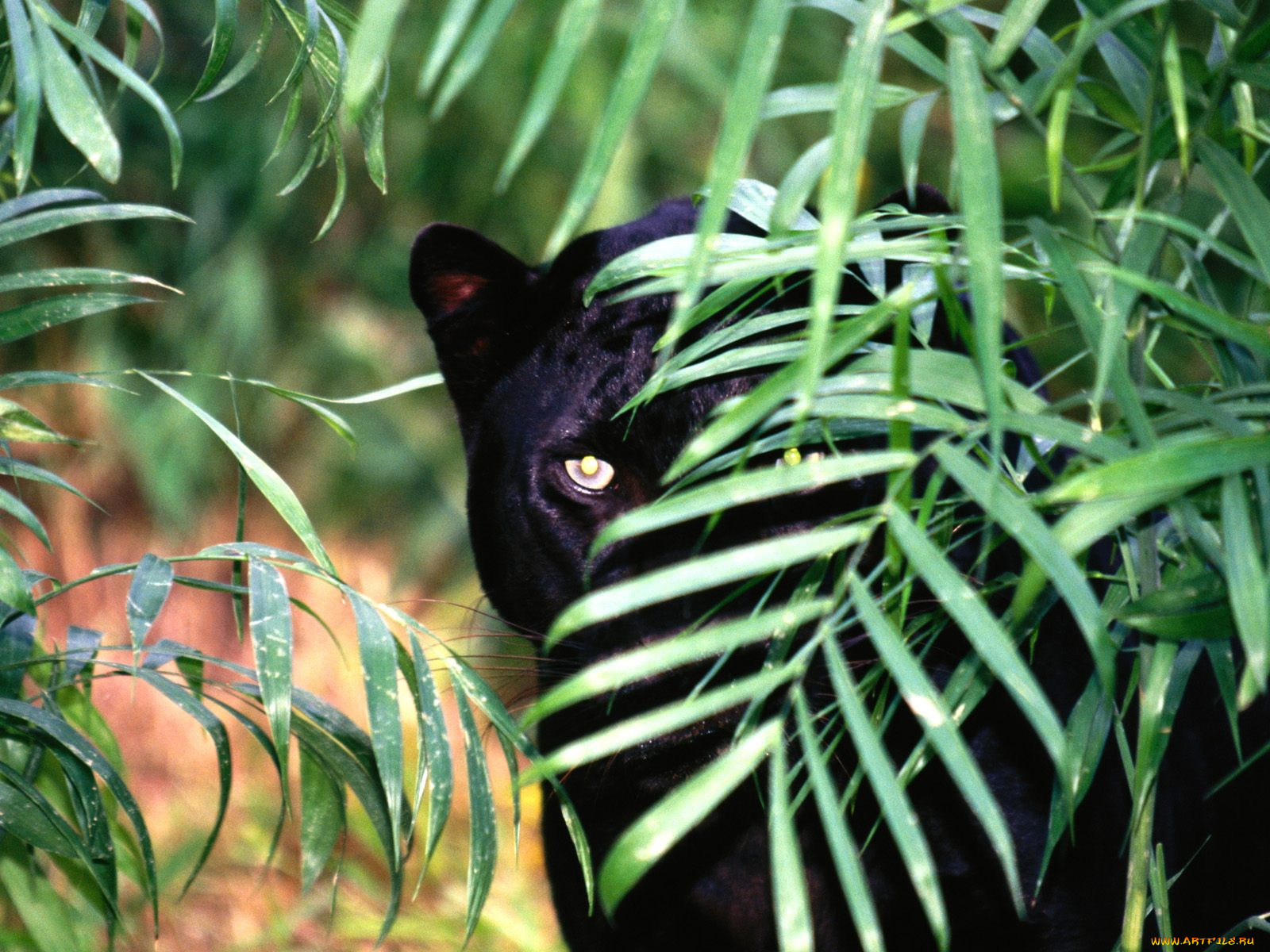 hidden, threat, black, leopard, животные, пантеры