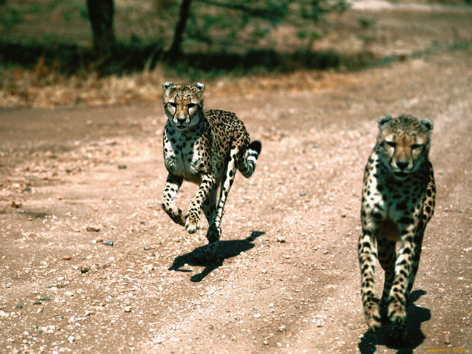 in, pursuit, cheetahs, животные, гепарды
