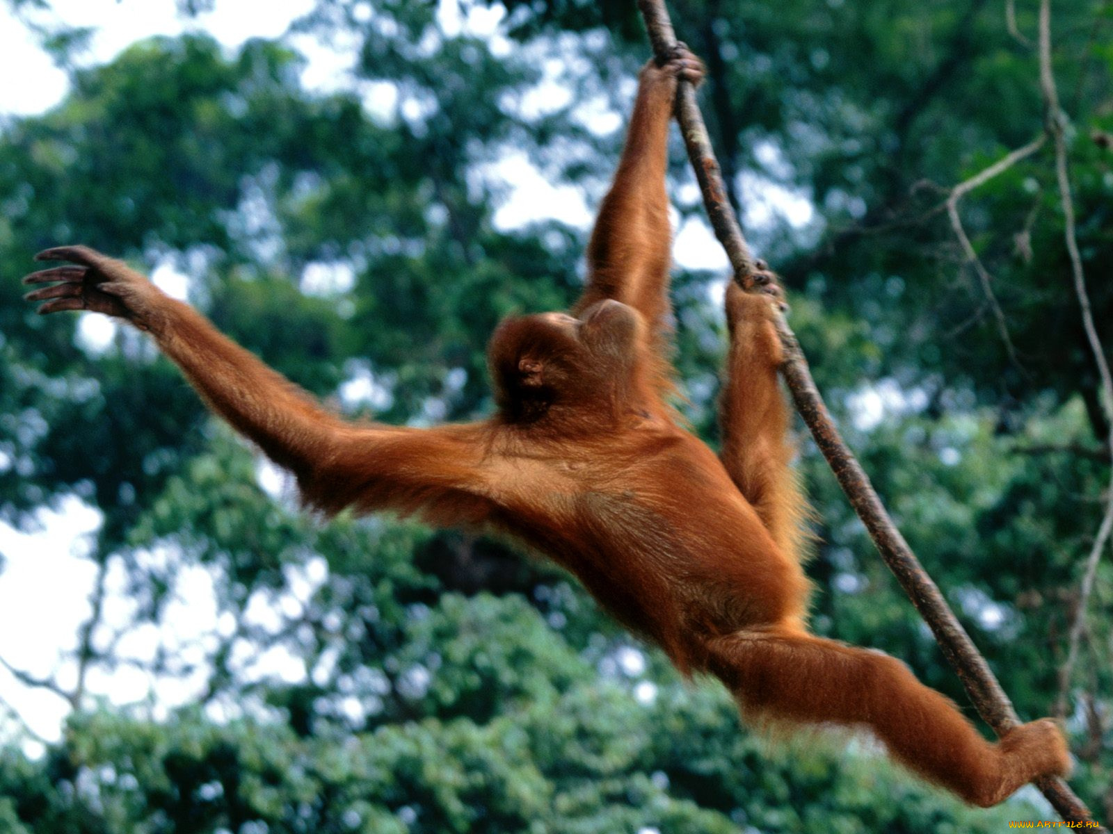 just, hanging, out, sumatran, orangutan, животные, обезьяны