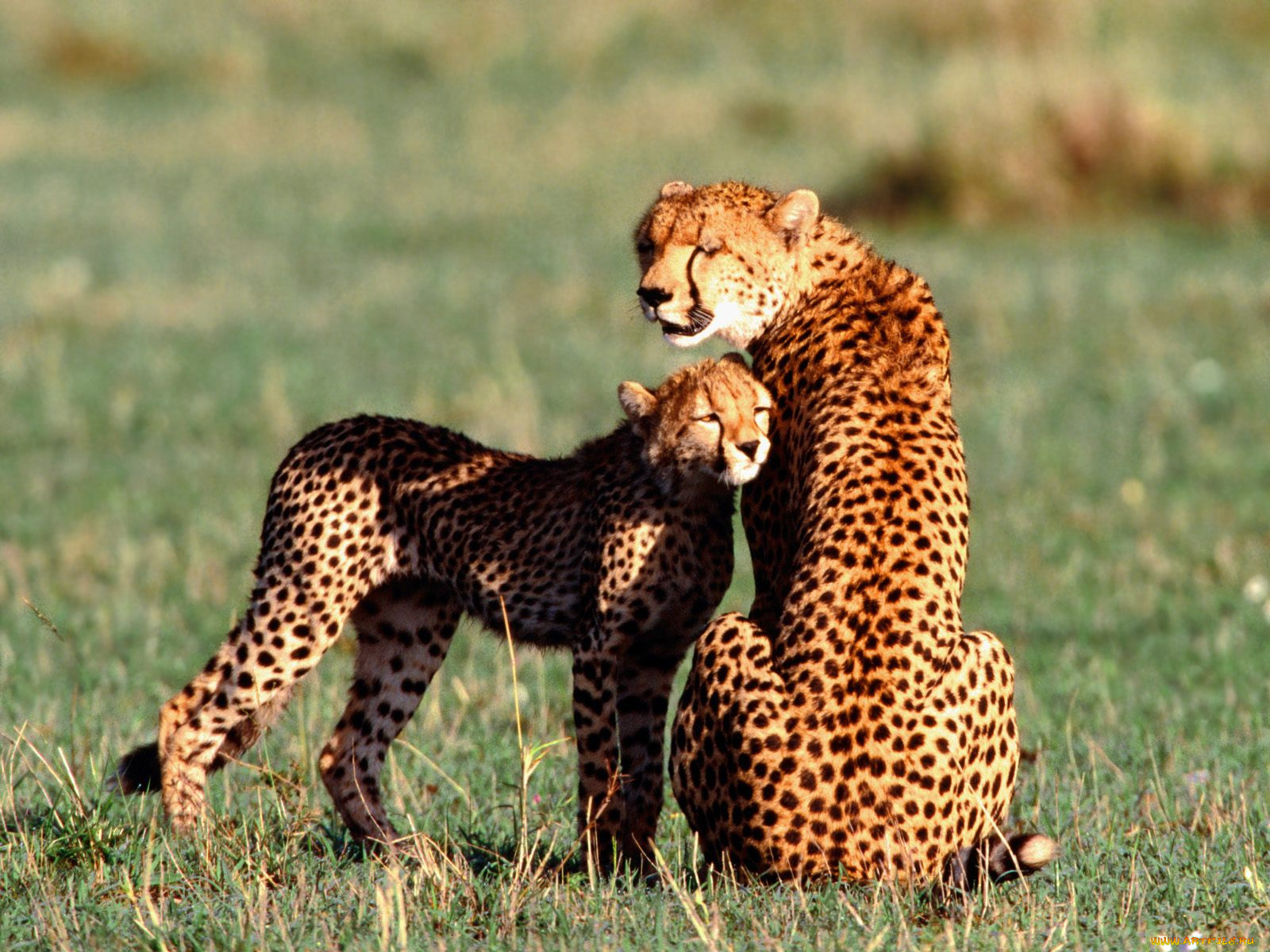 nuzzling, cheetahs, животные, гепарды