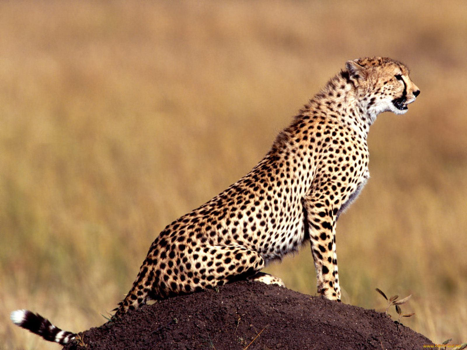 posture, cheetah, животные, гепарды