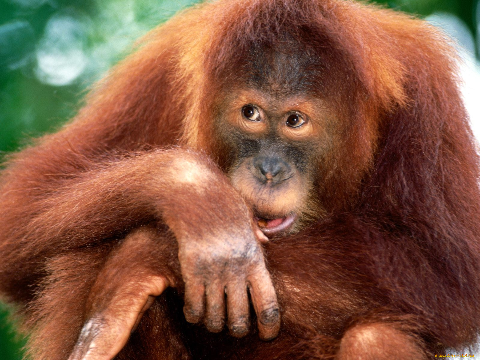 sumatran, orangutan, животные, обезьяны