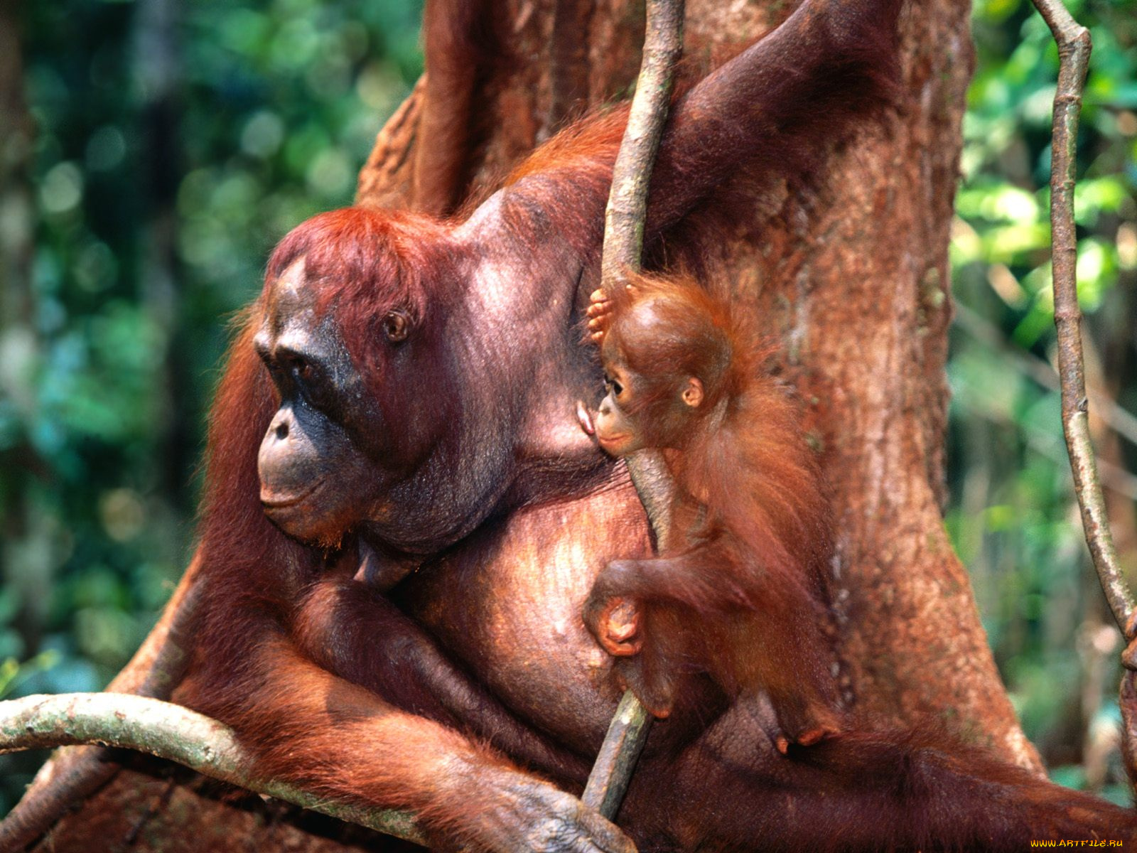 training, borneo, orangutans, животные, обезьяны