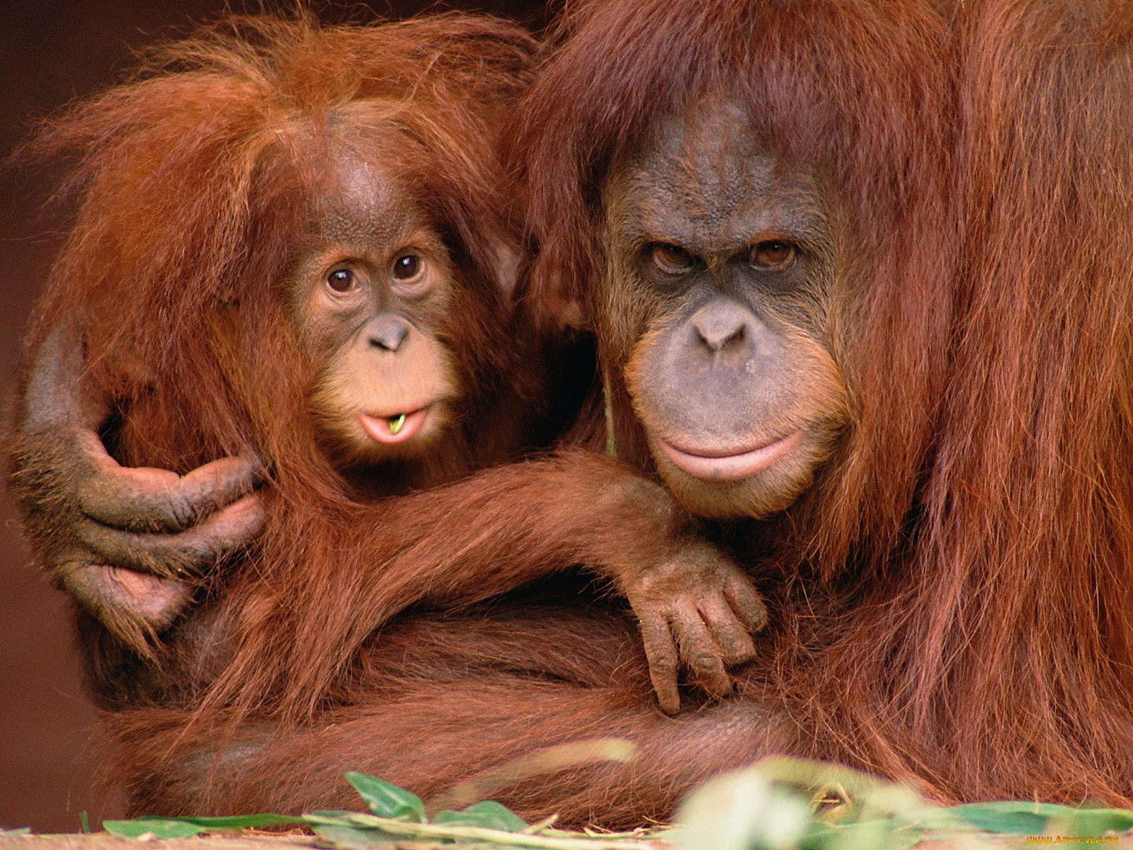 very, protective, orangutans, животные, обезьяны