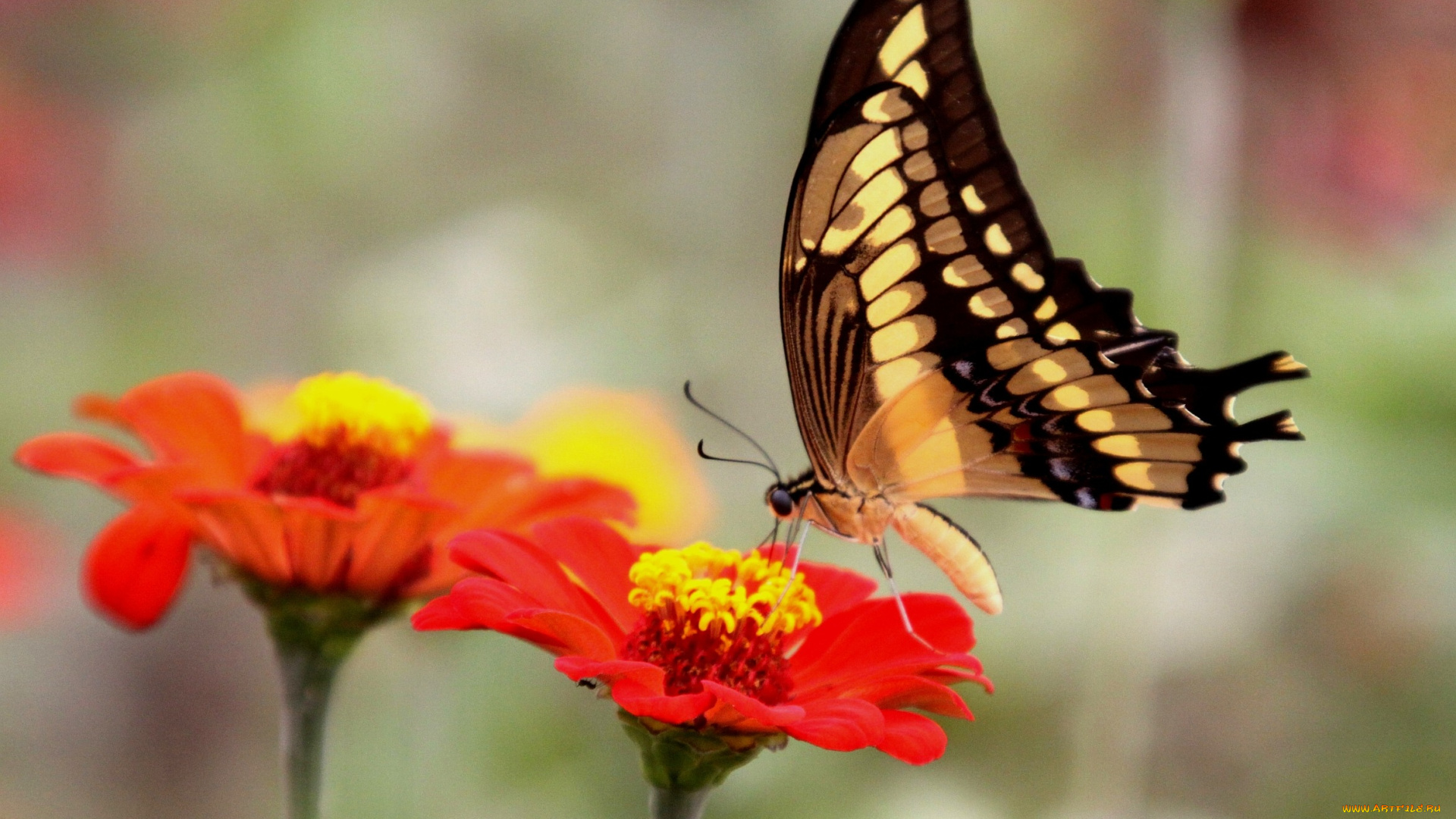 животные, бабочки, крылья, цветы