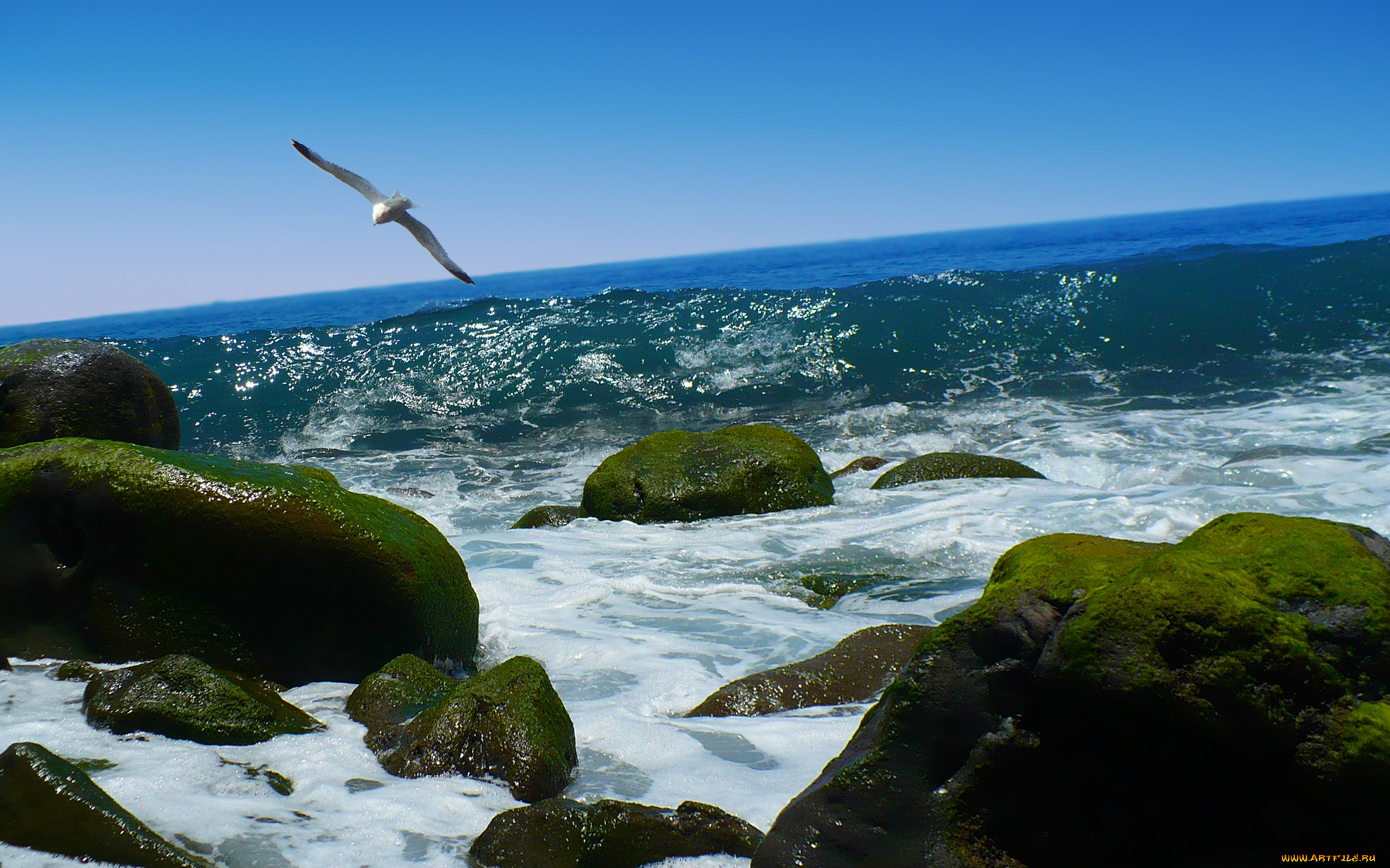 природа, моря, океаны, камни, чайка