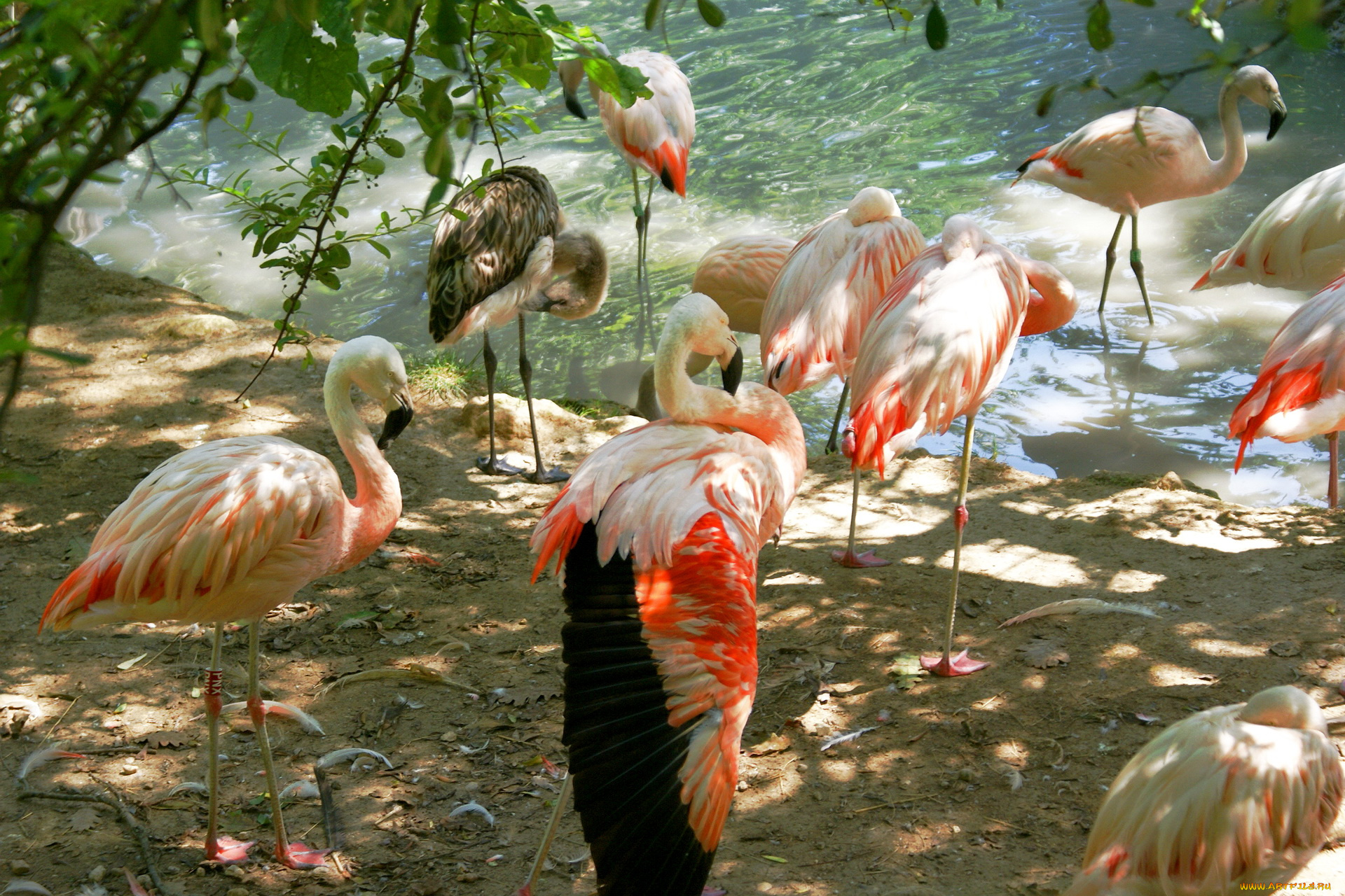 животные, фламинго, птицы