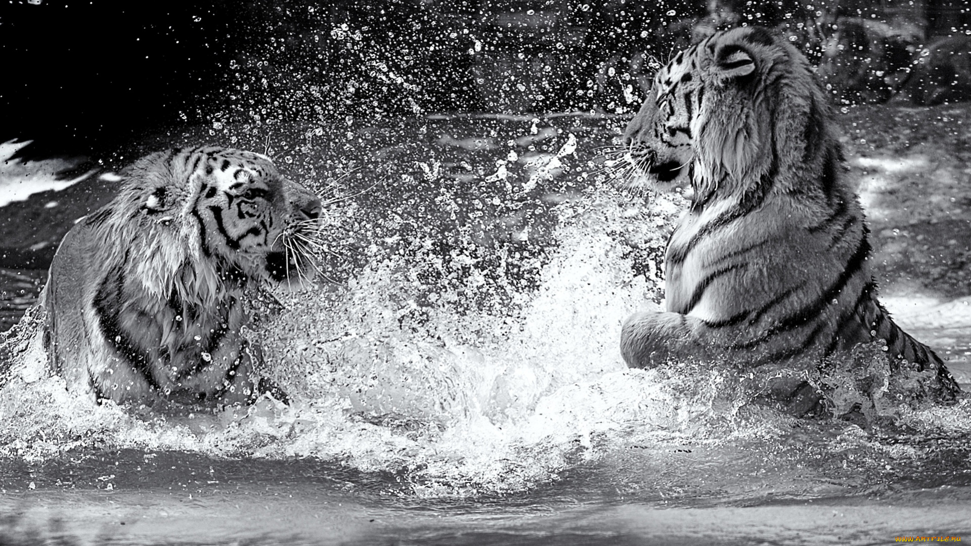 животные, тигры, драка, вода