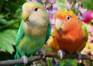 Картинка животные попугаи неразлучники пара
