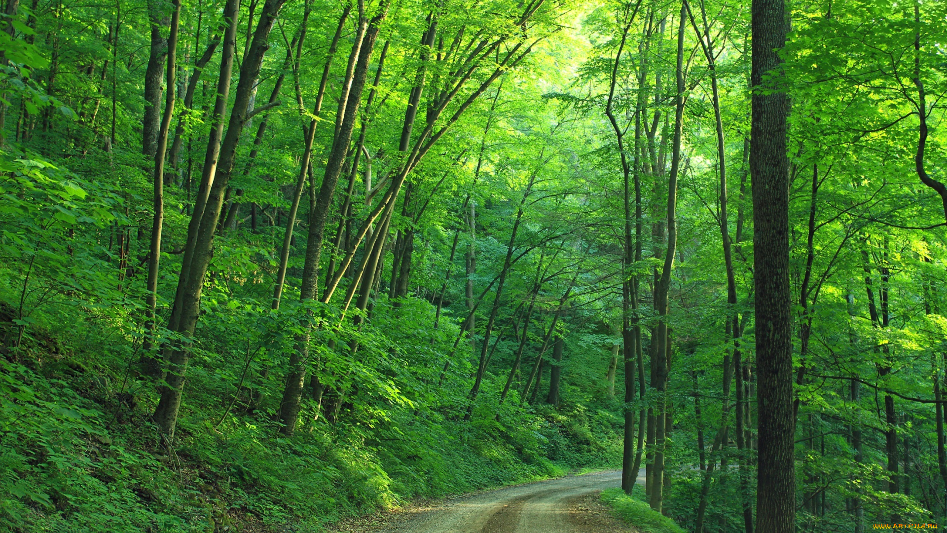 тропа дорога зелень лето лес бесплатно
