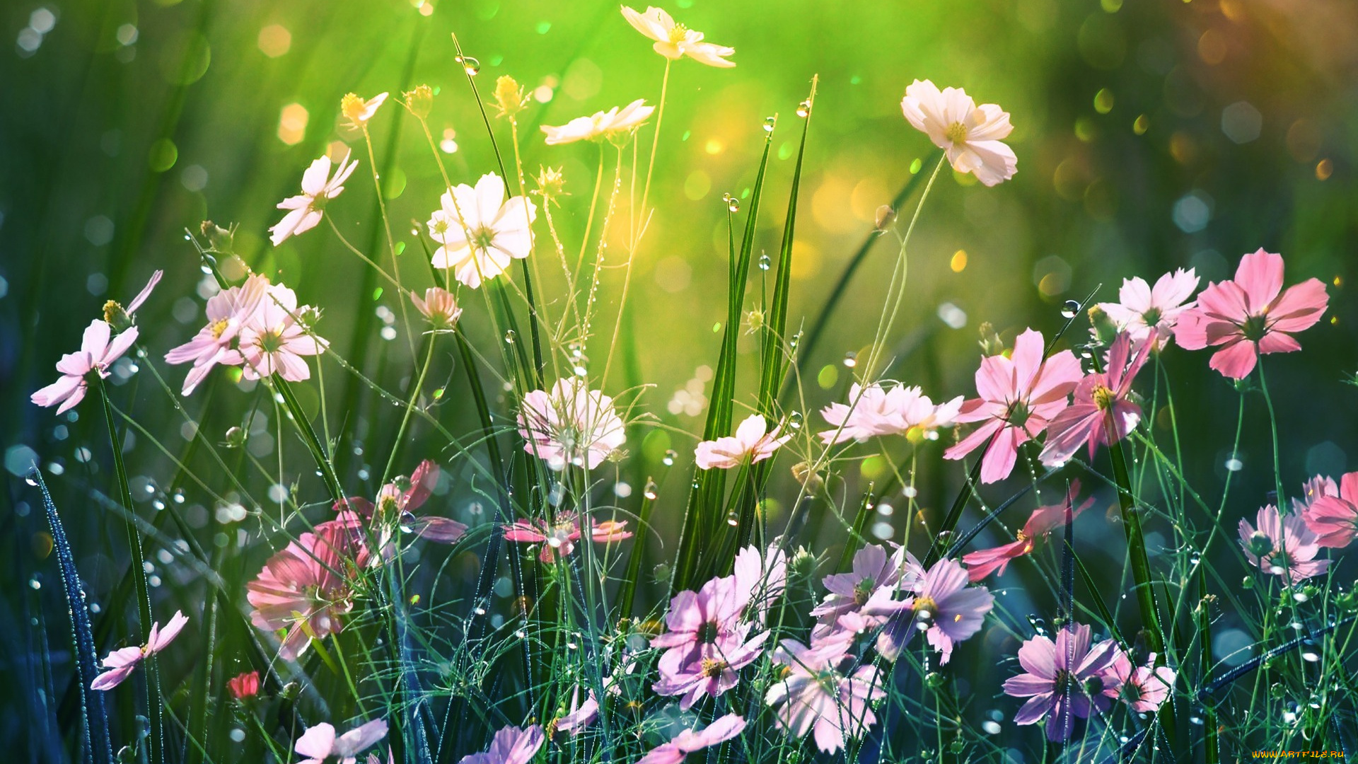 цветы, космея, боке, природа, лето, by, dashakern