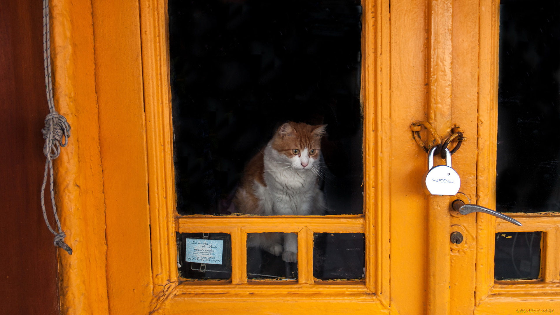 животные, коты, кошка, дверь, замок
