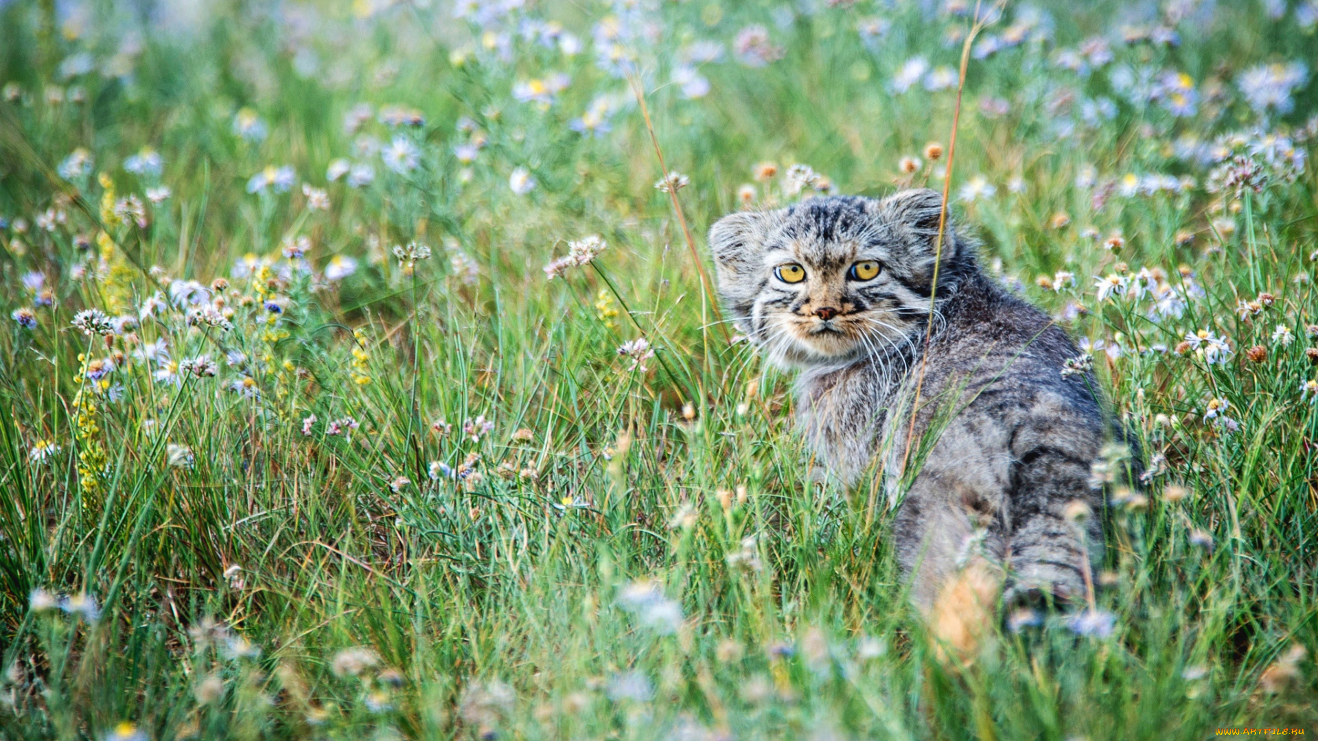 животные, манулы, маленький, манул, степь, котёнок, луг, цветы