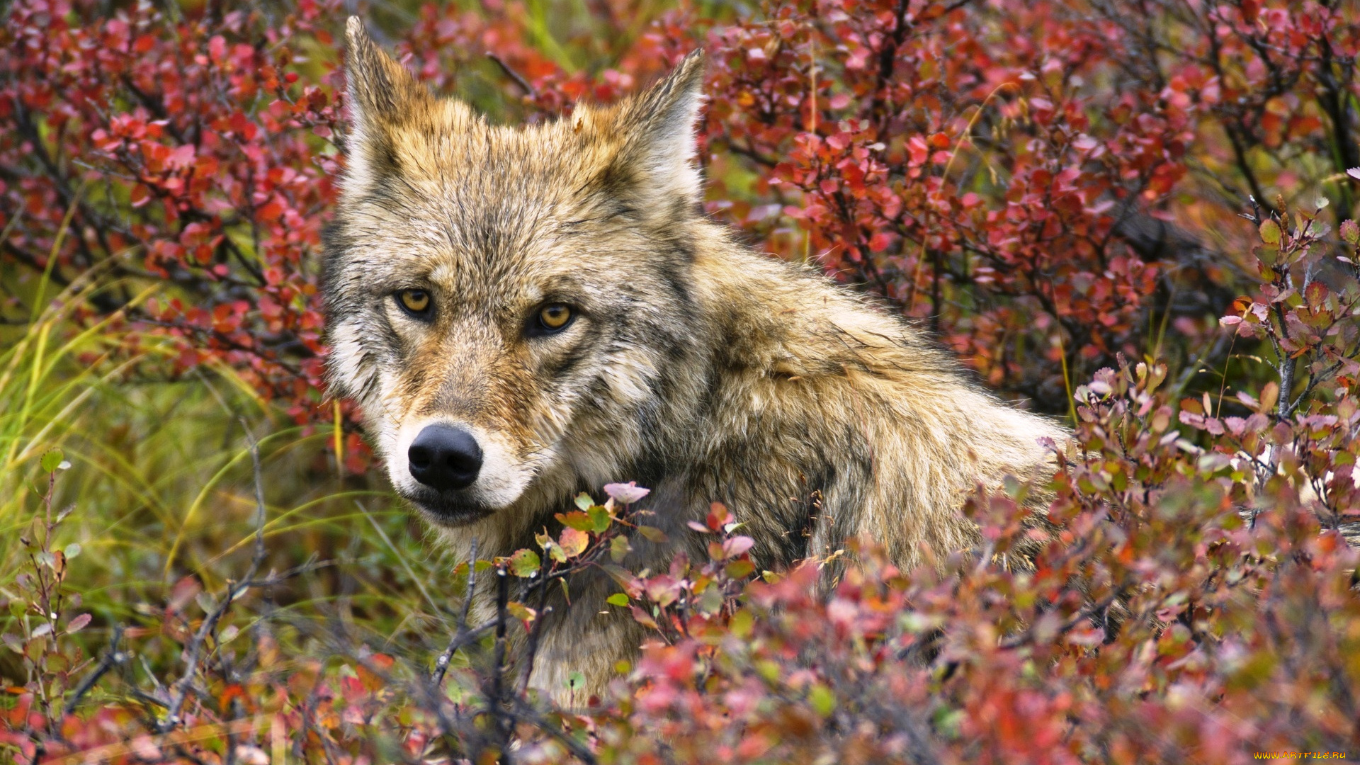животные, волки, , койоты, , шакалы, волк, кусты, осень