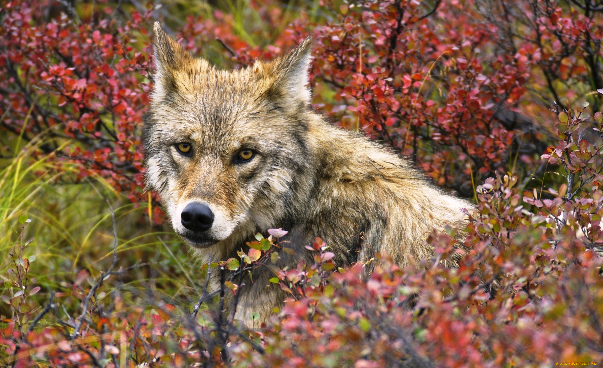 животные, волки, , койоты, , шакалы, волк, кусты, осень