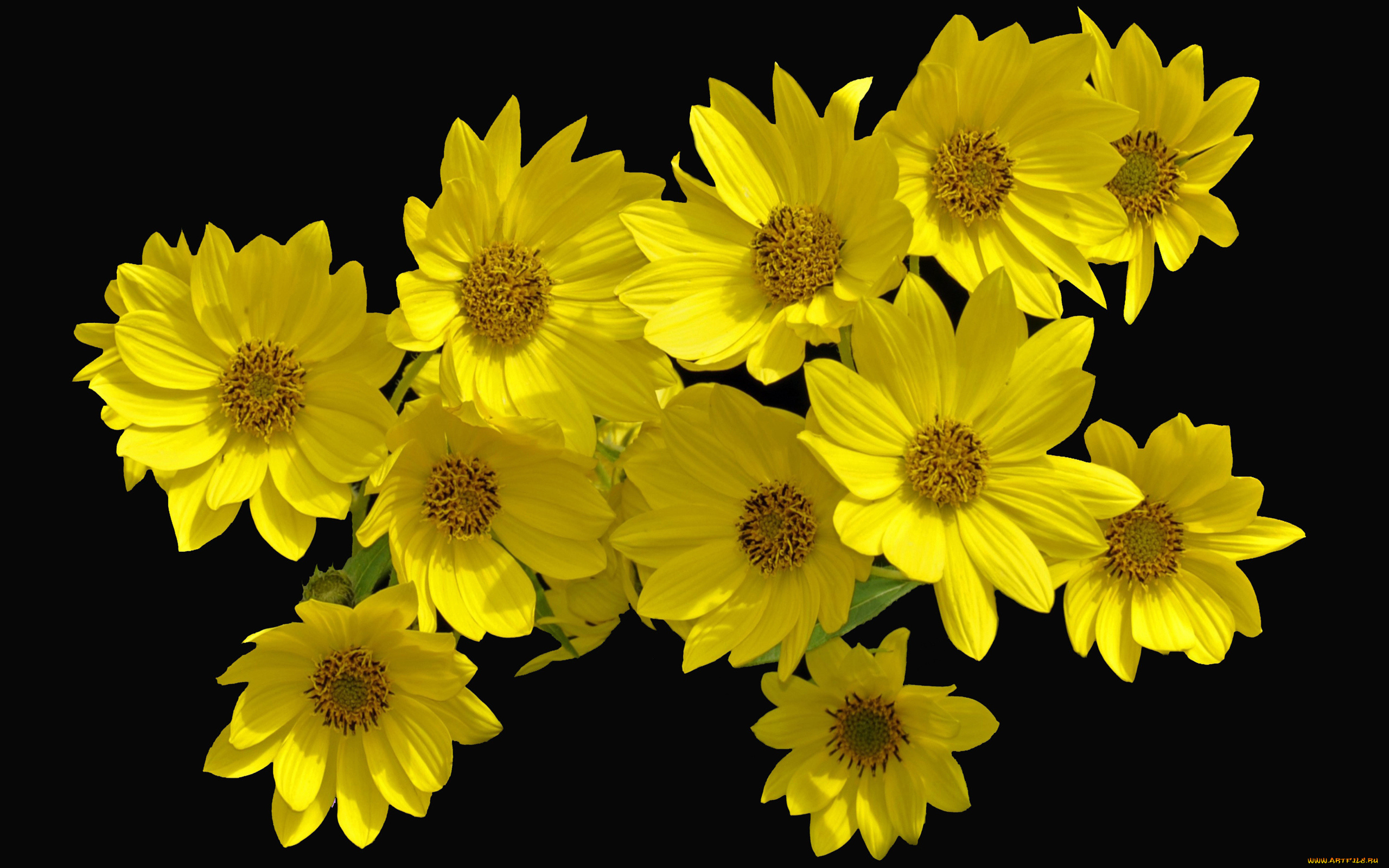 цветы, желтые, букет