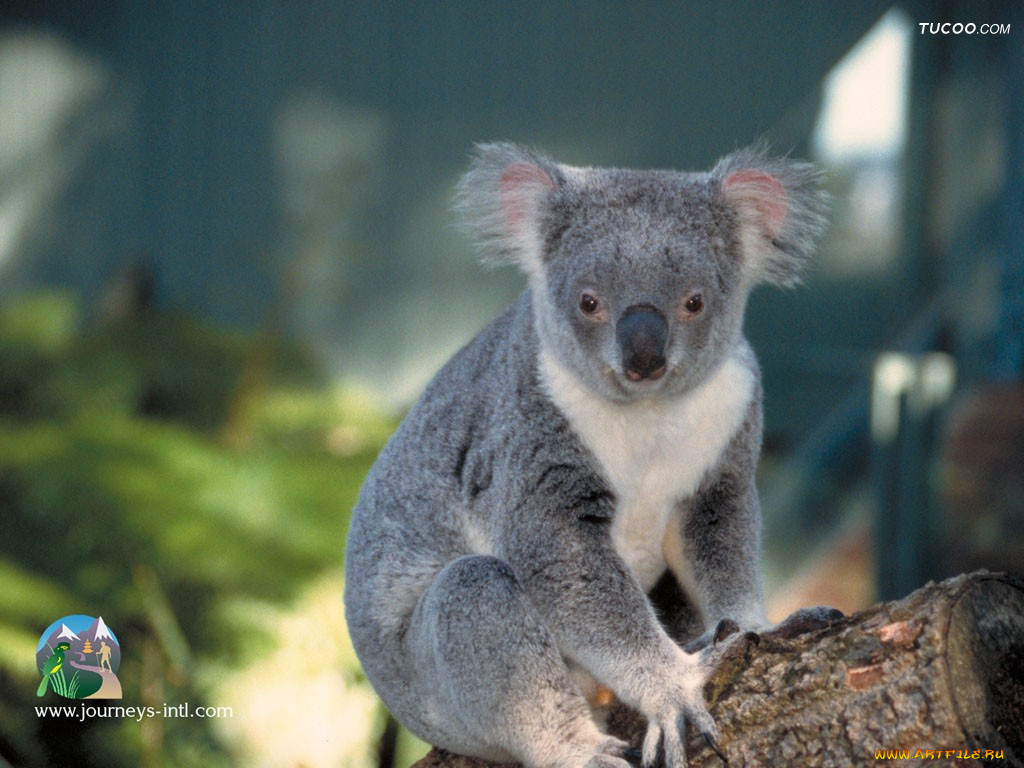 koala, животные, коалы