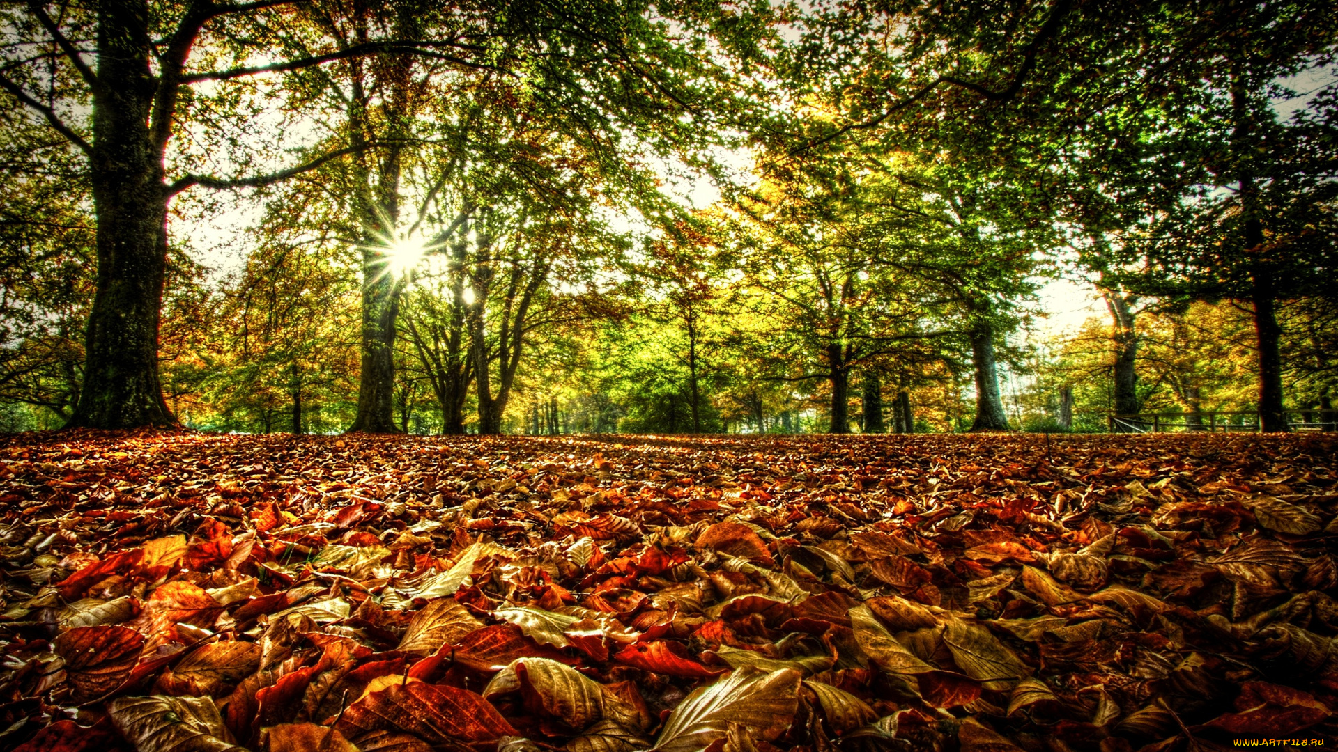 природа, деревья, осень, листья, солнце
